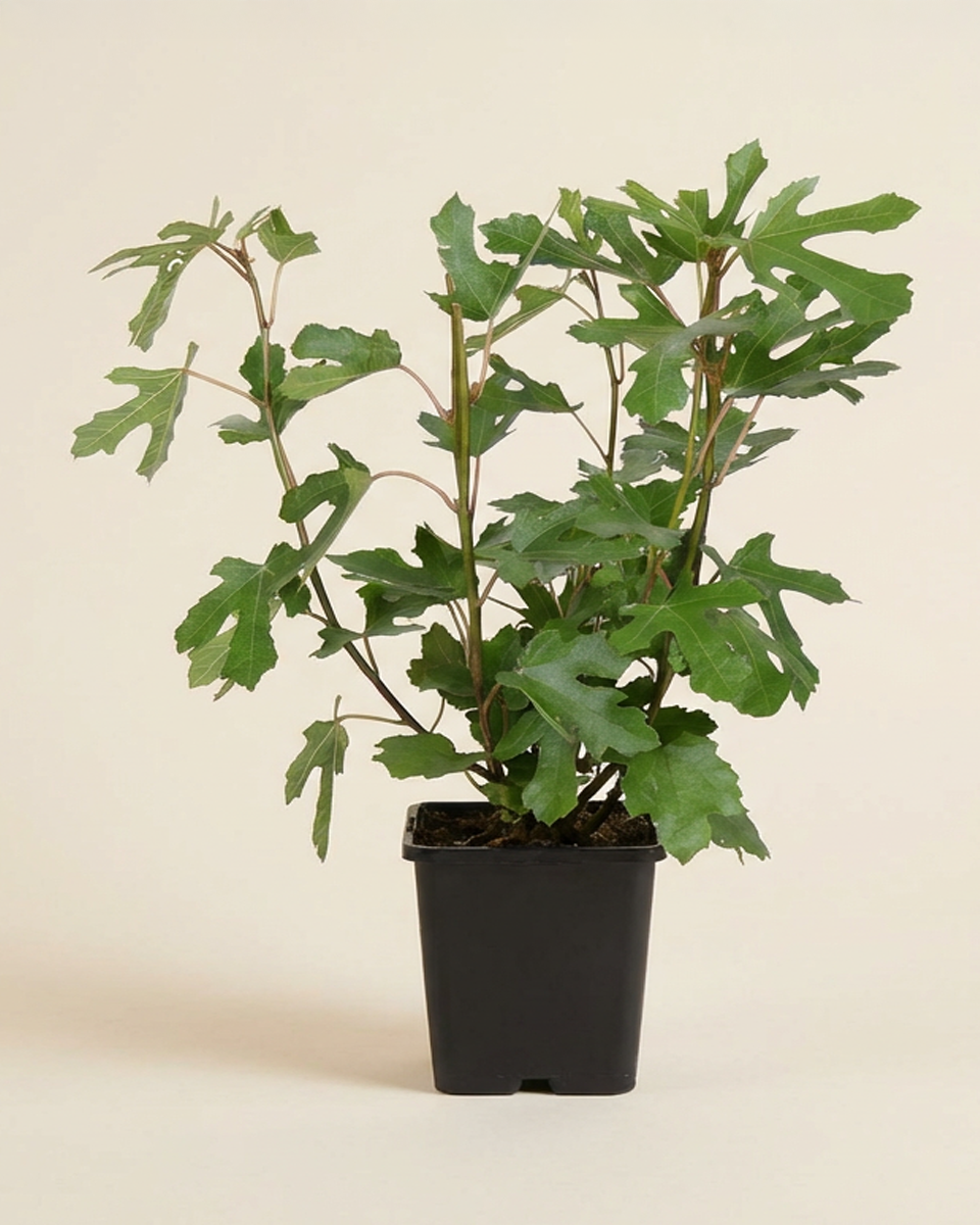 Fig Tree (Little Miss Figgy) شجرة تين