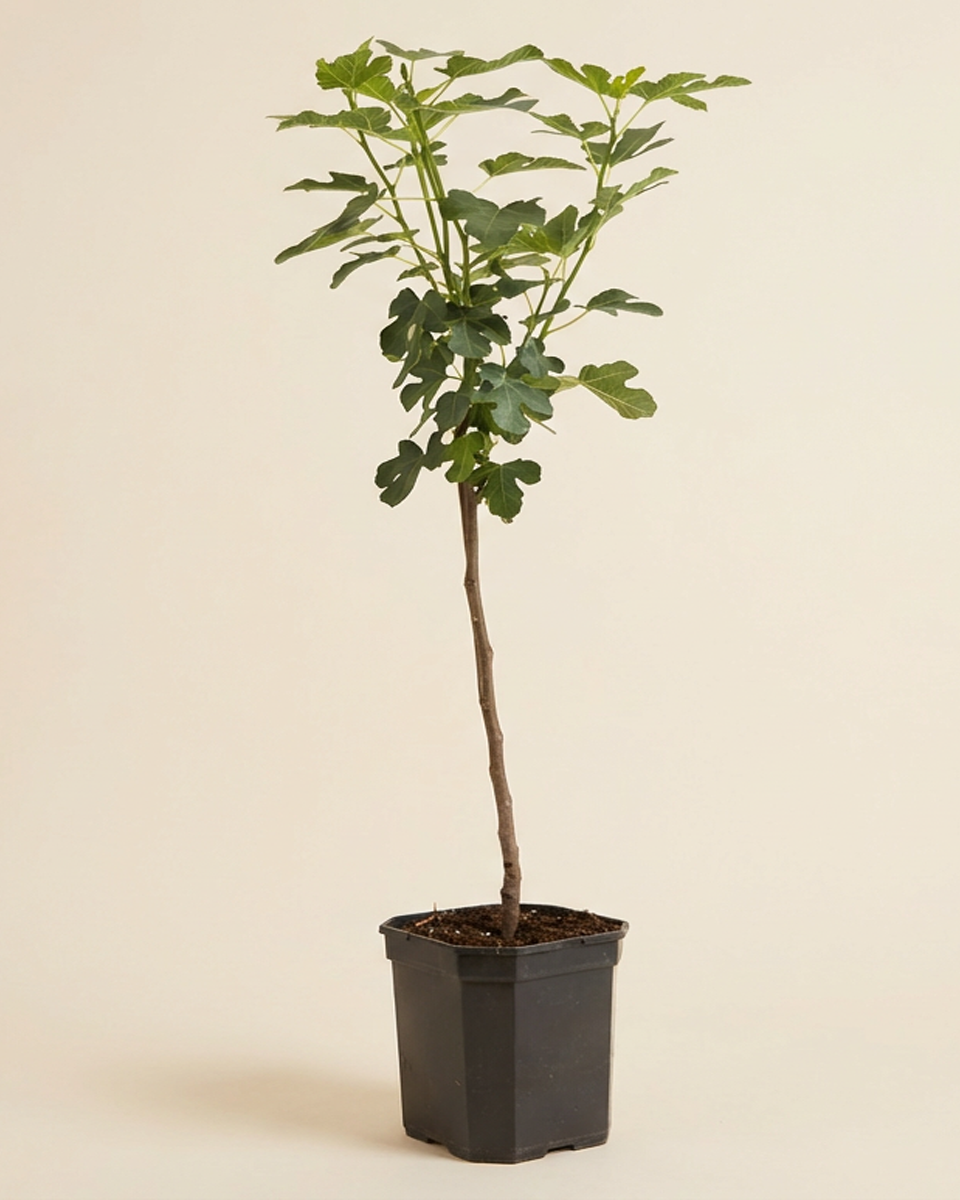 Fig Tree (Brown Turkey) شجرة التين