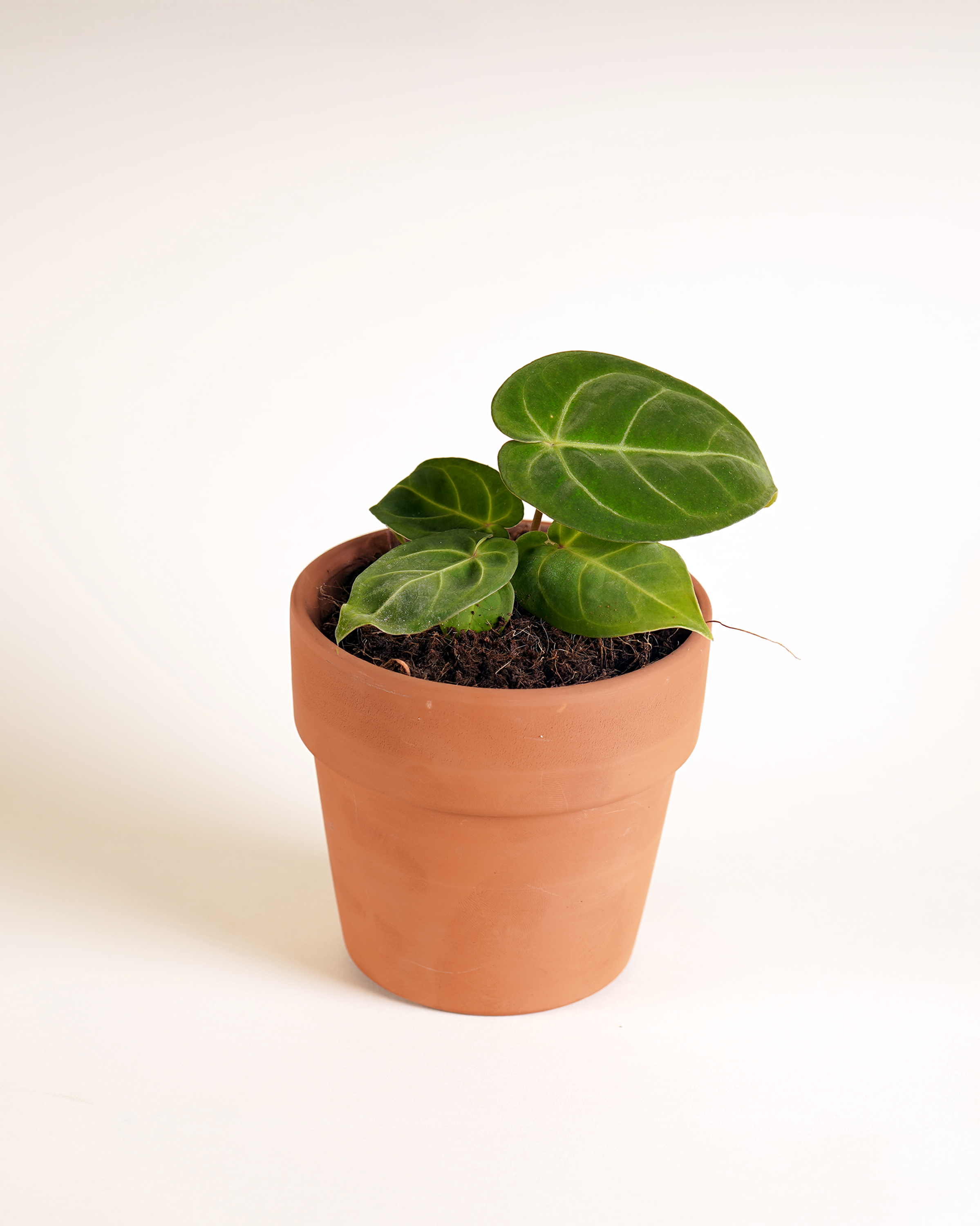 Anthurium Hoffmannii x Papillilaminum أنثوريوم هجين