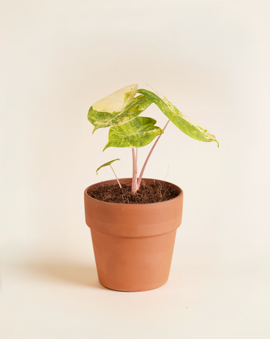 Alocasia Pink Dragon Aurea Variegated ألوكاسيا مبرقش