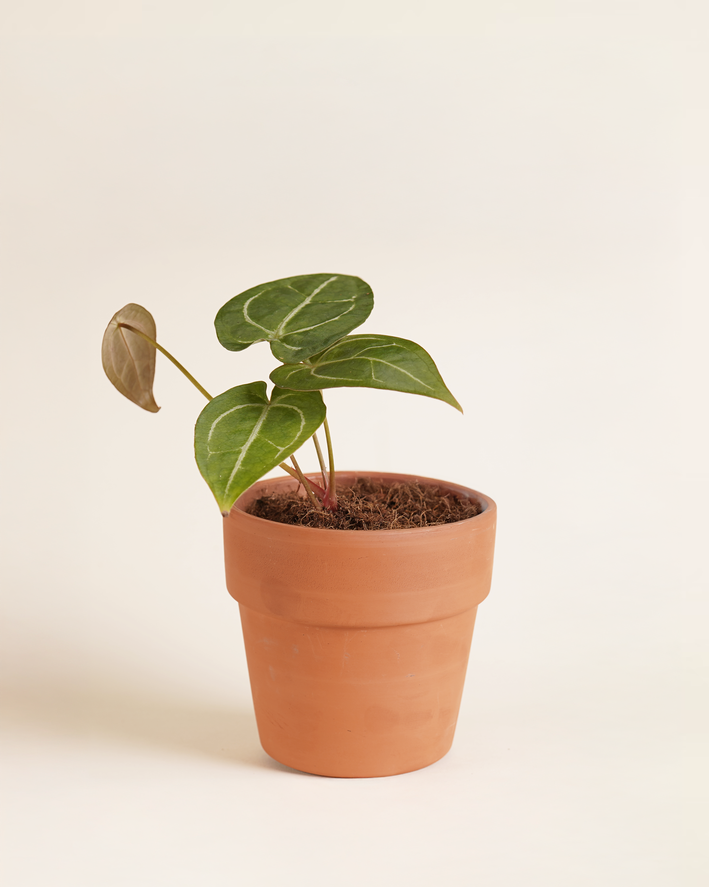 Anthurium Forgetii x Crystallinum أنثوريوم هجين