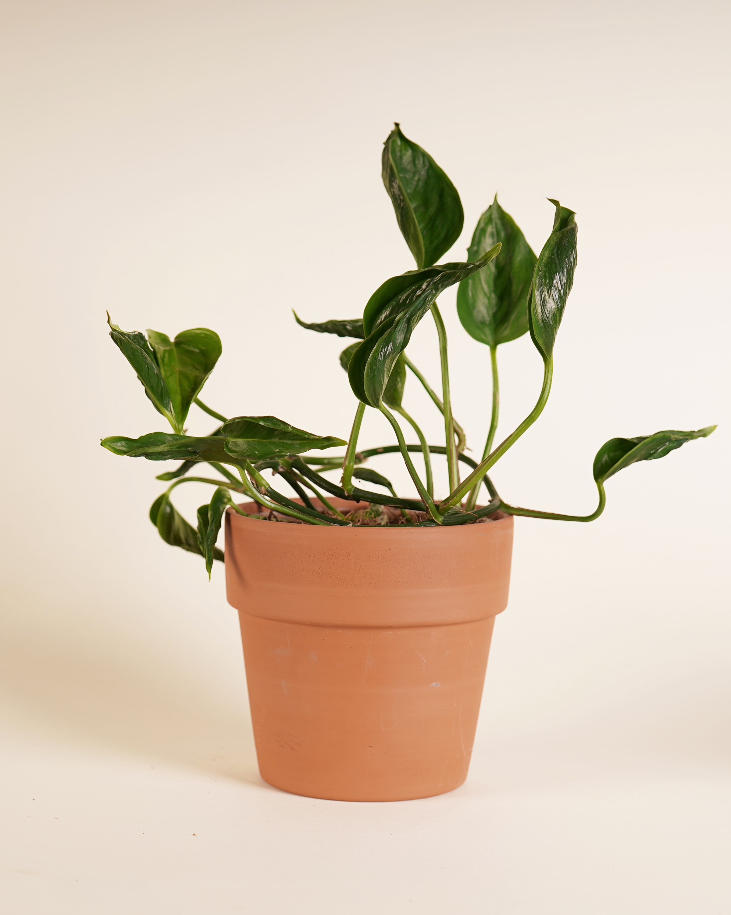 Epipremnum Pinnatum 'Shangri-La' إيبيبرمنم شانغريلا