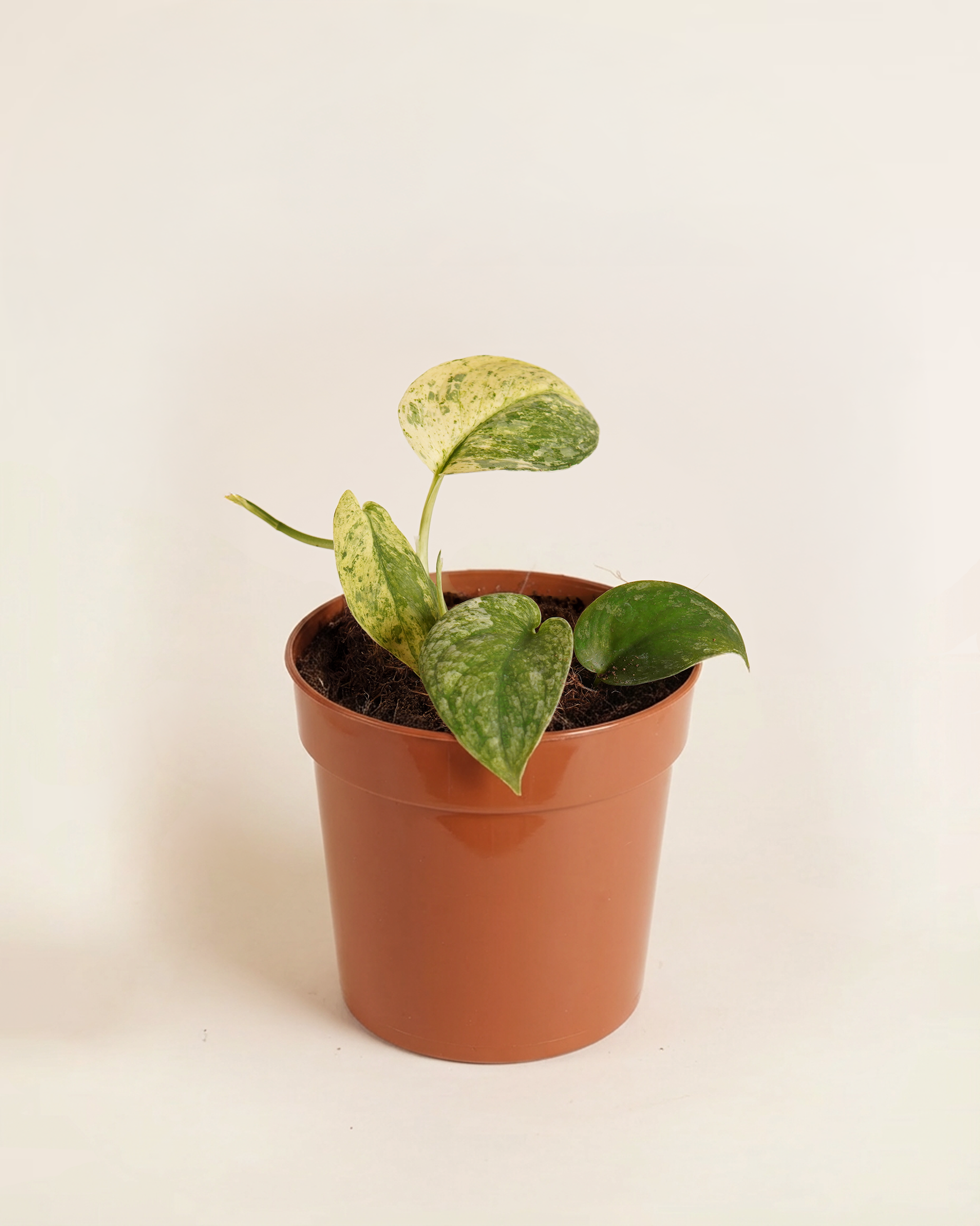 Baby Scindapsus creme brulee سندابسوس كريم بروليه