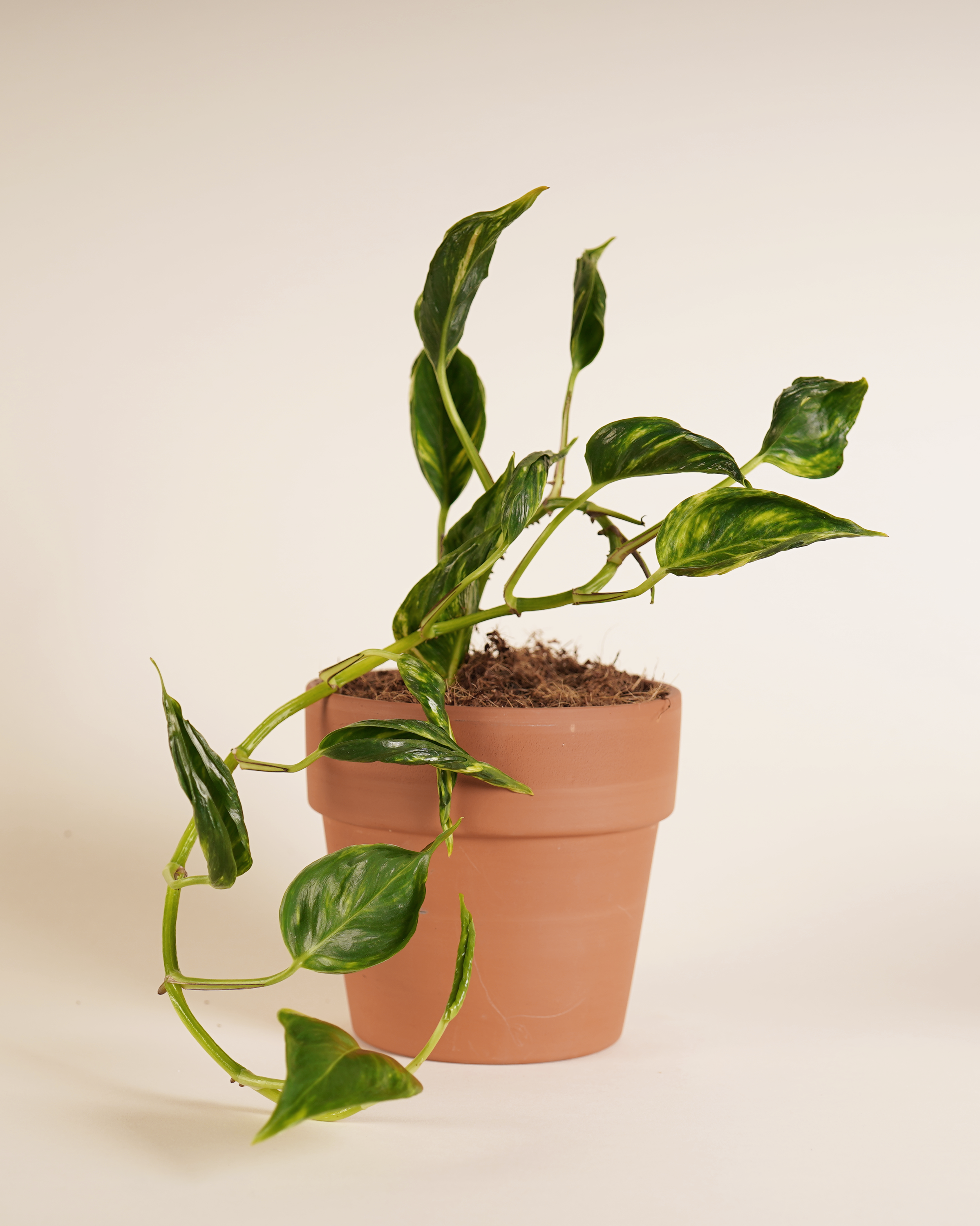 Epipremnum 'Shangri-La' Variegeted إيبيبرمنم شانغريلا فارغيتيد