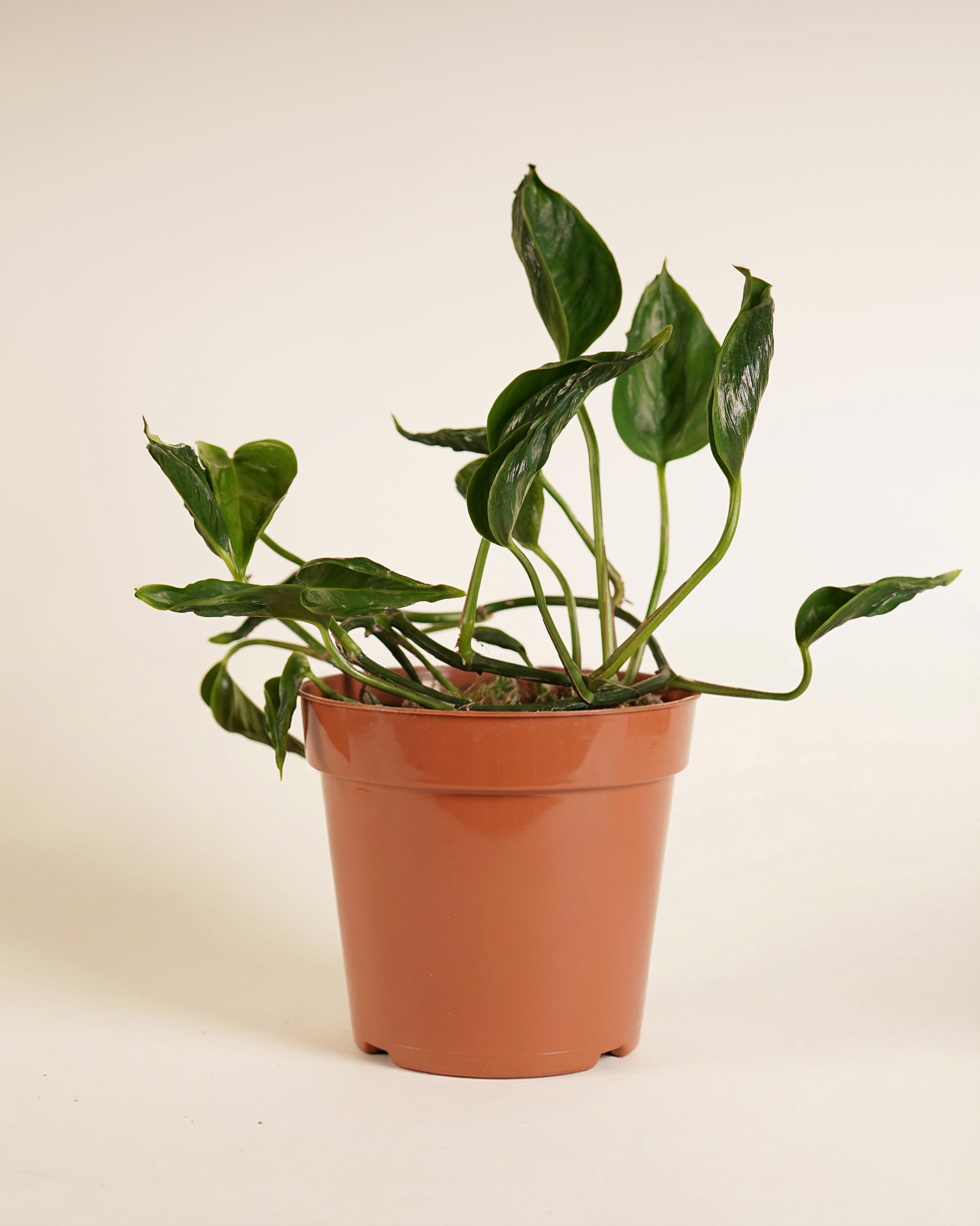 Epipremnum Pinnatum 'Shangri-La' إيبيبرمنم شانغريلا