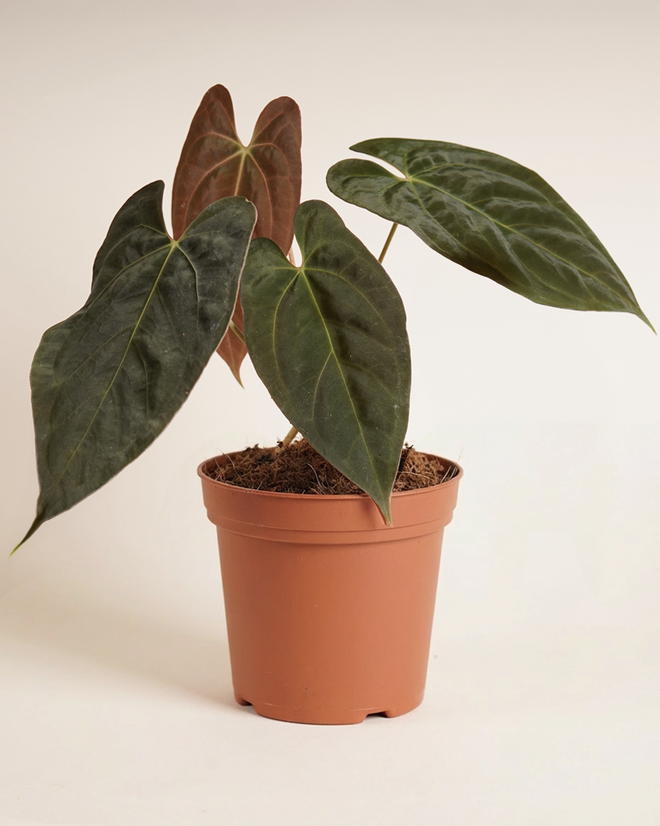 Anthurium Ace of Spades X FSRL أنثوريوم هجين