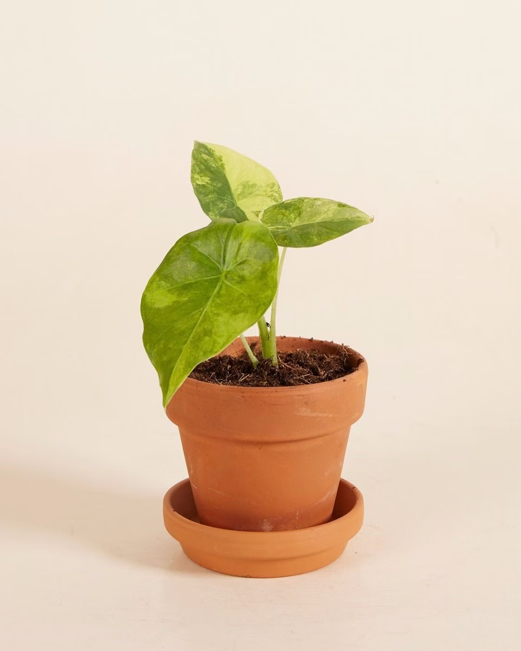 Alocasia Gageana Aurea Variegated ألوكاسيا مبرقش