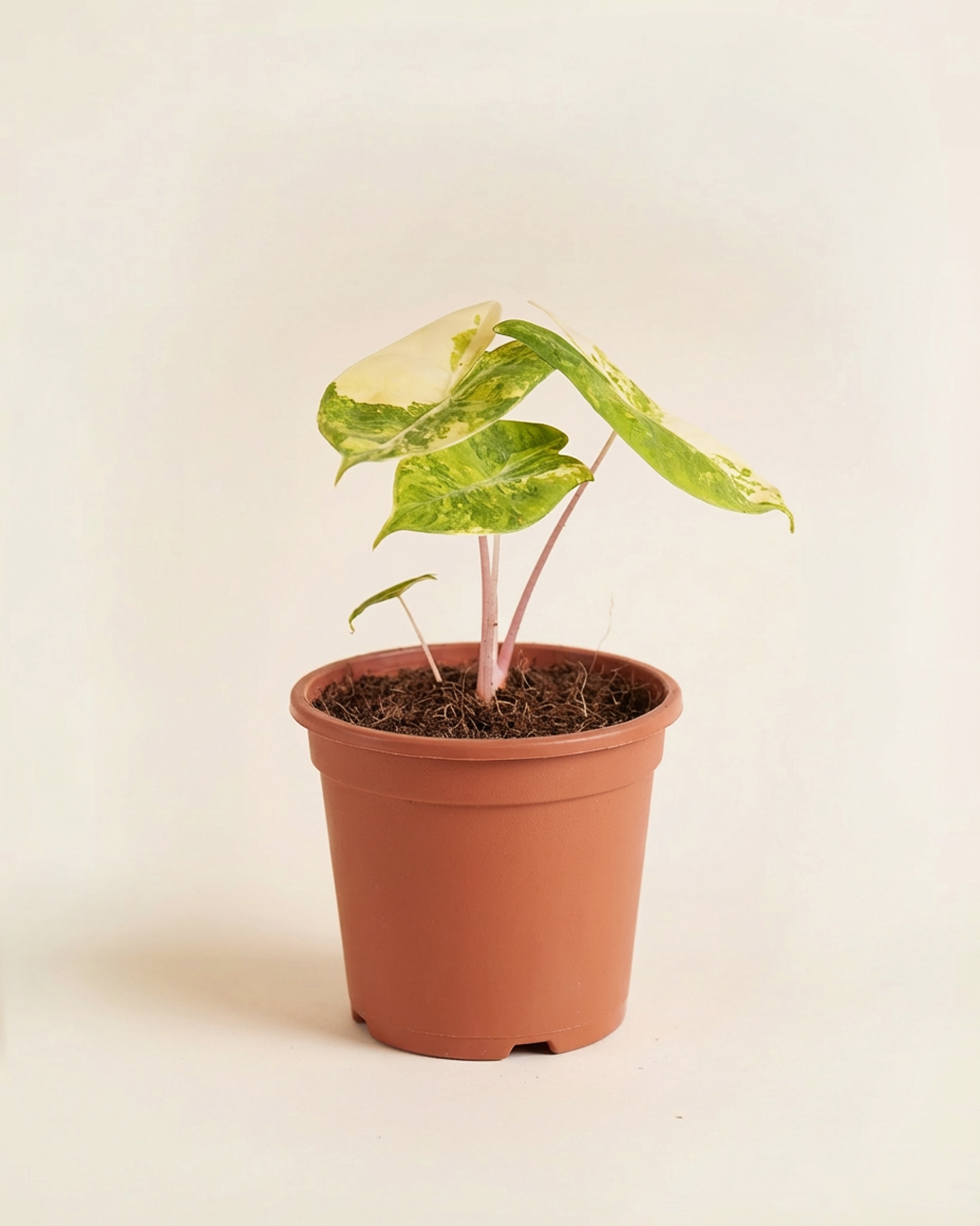 Alocasia Pink Dragon Aurea Variegated ألوكاسيا مبرقش