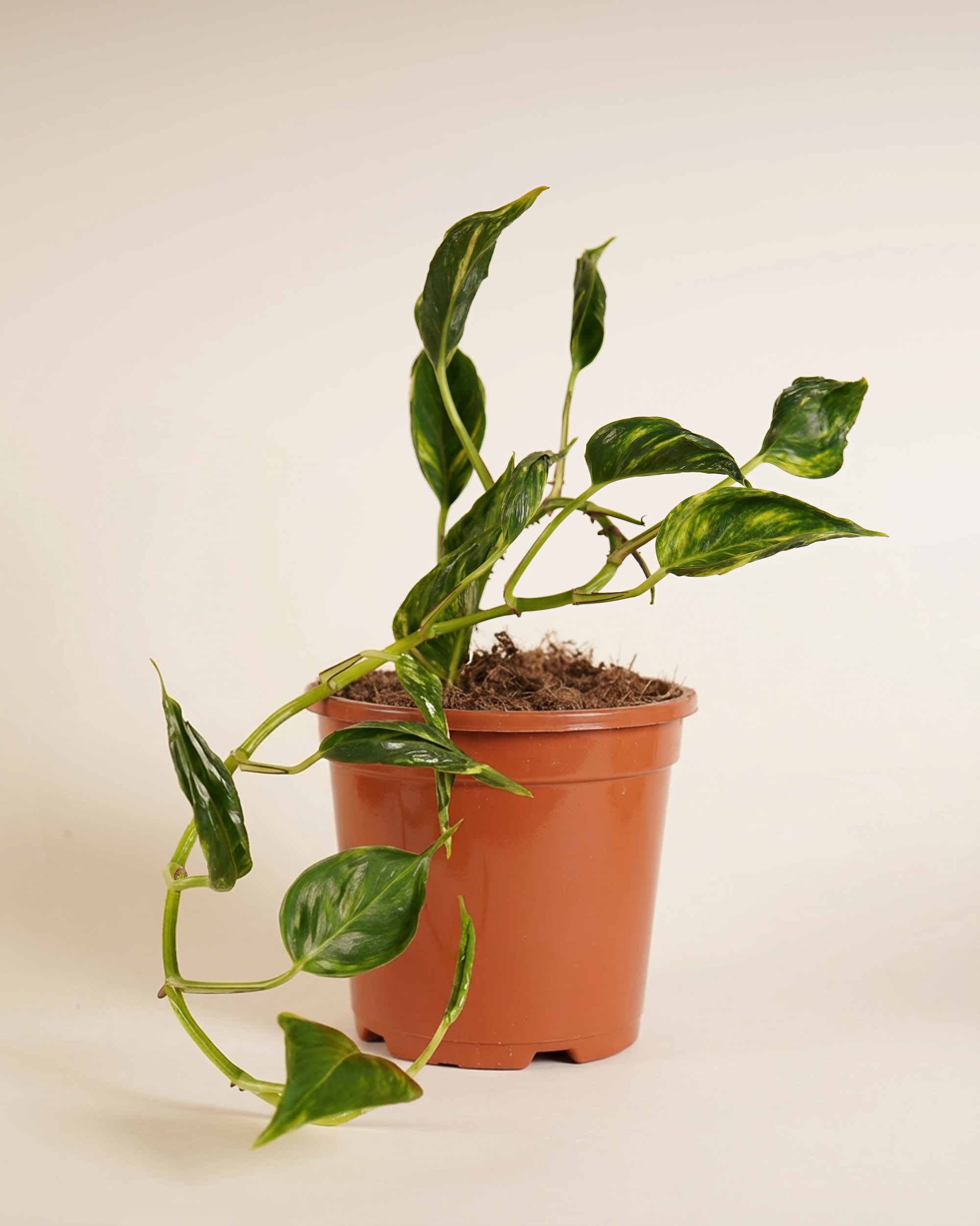 Epipremnum 'Shangri-La' Variegeted إيبيبرمنم شانغريلا فارغيتيد