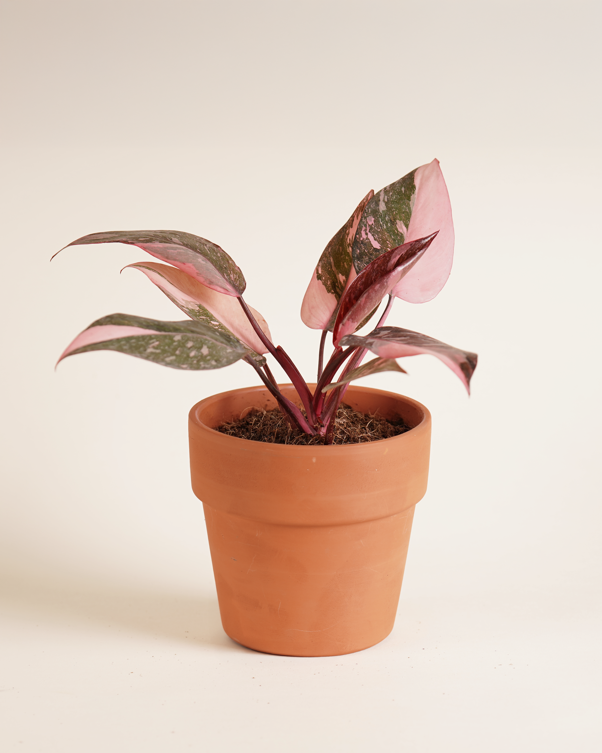 Philodendron Pink Galaxy فيلوديندرون بينك غالاكسي