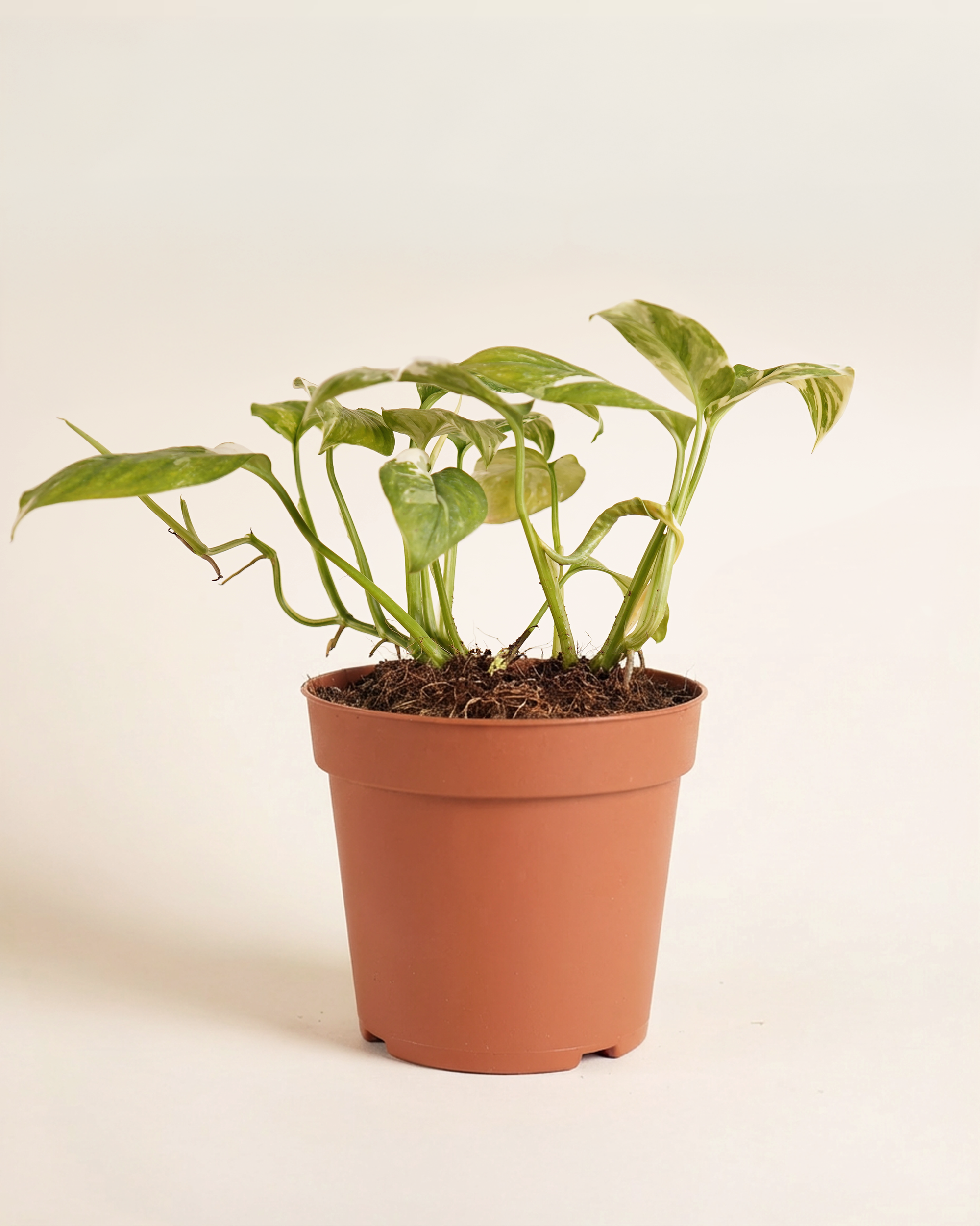 Monstera Lechleriana Variegated مونستيرة