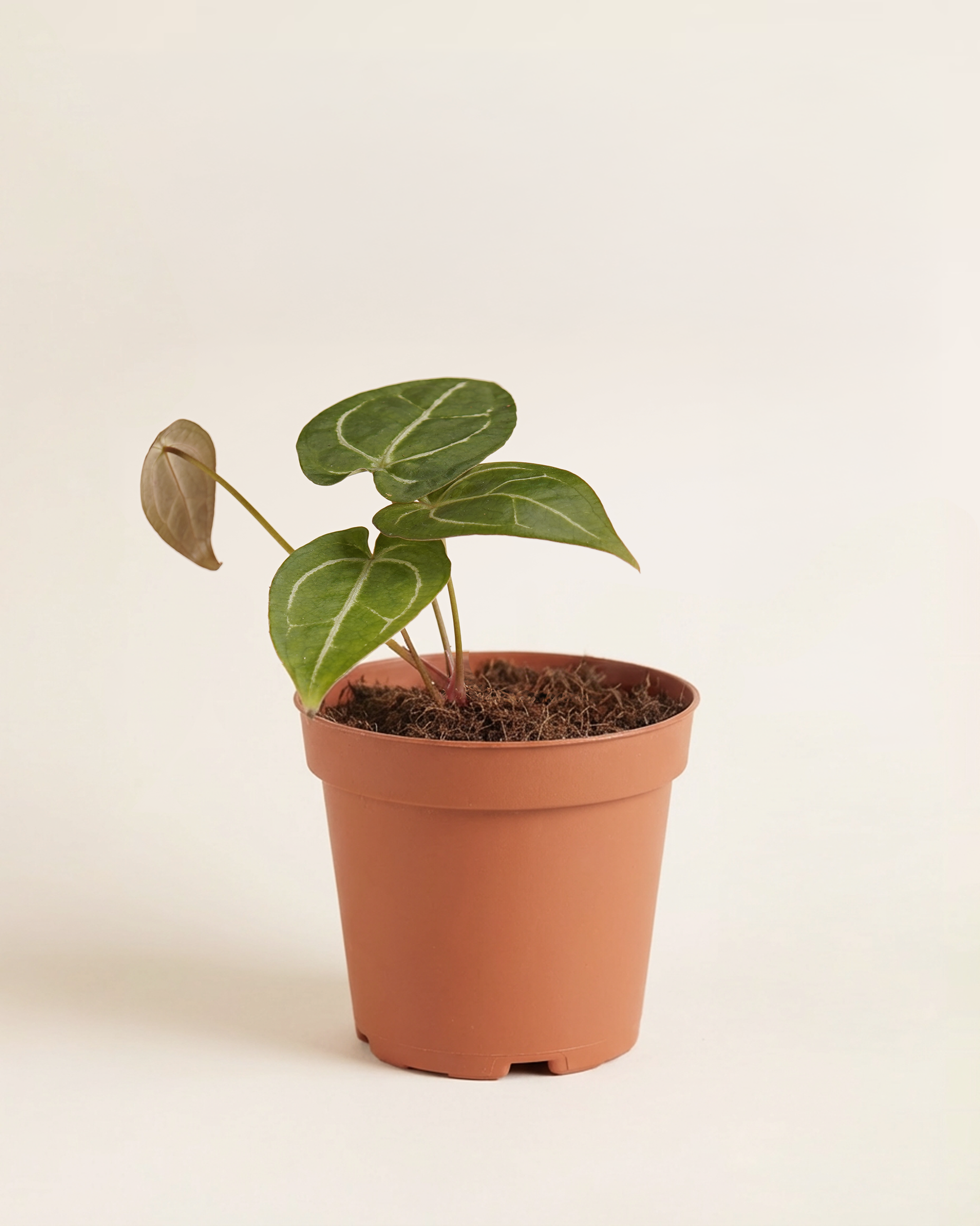 anthurium clarinervium x forgetii Anthurium Forgetii x Crystallinum أنثوريوم هجين – NABAT