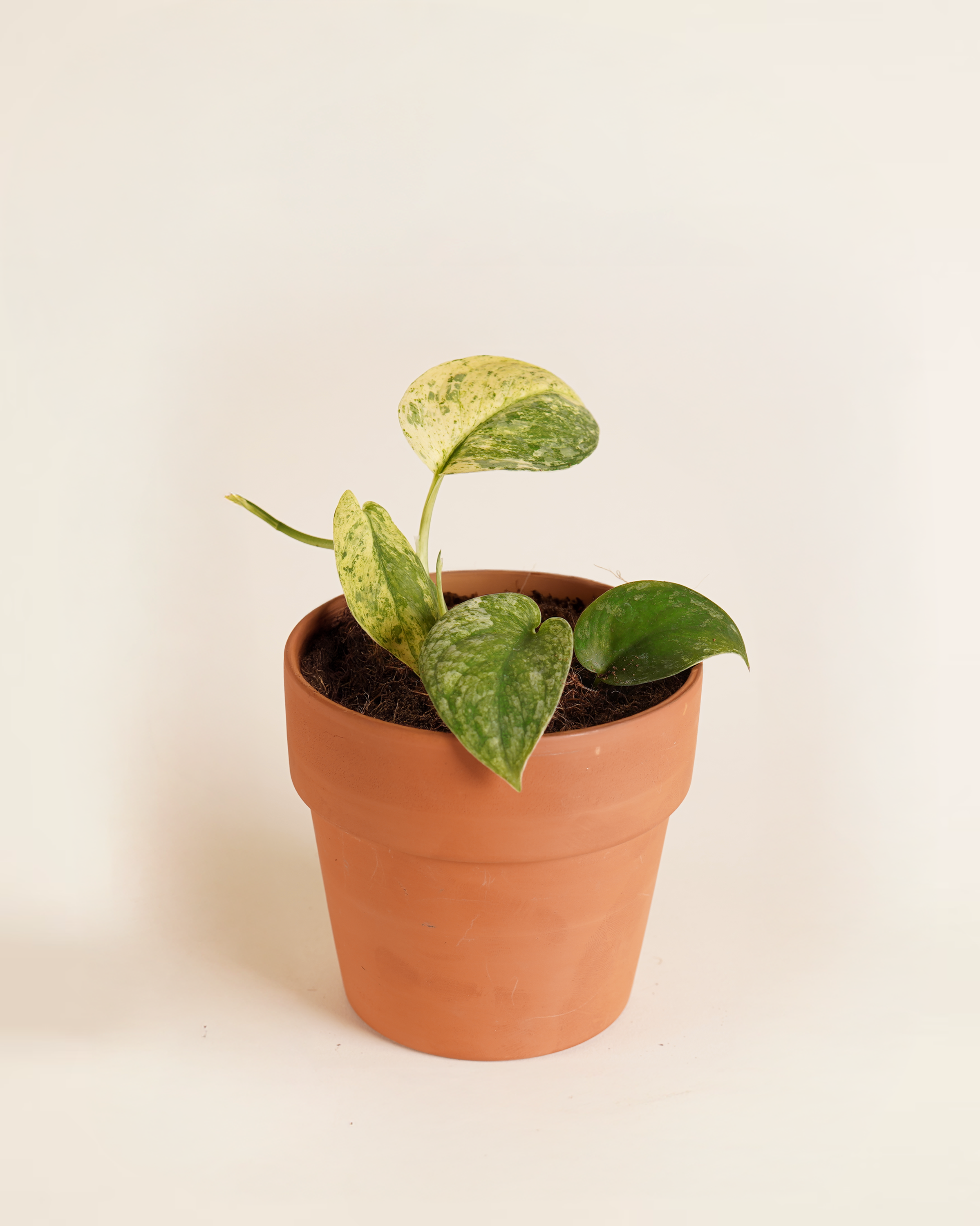 Baby Scindapsus creme brulee سندابسوس كريم بروليه