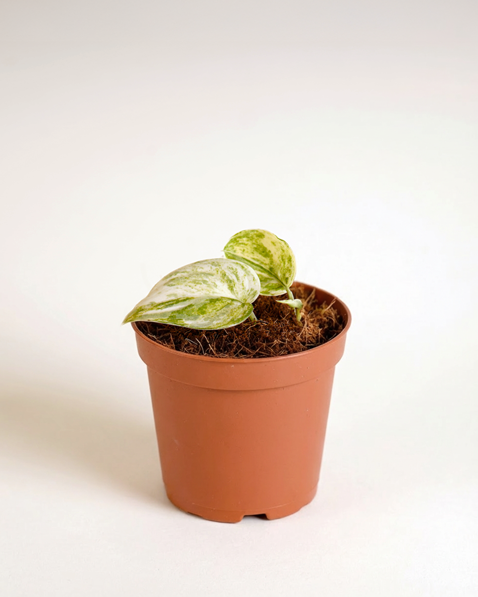 Baby Scindapsus Mangurai سندابسوس مانغوراي