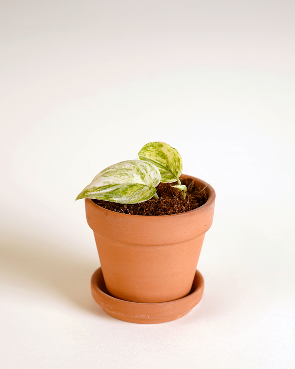 Baby Scindapsus Mangurai سندابسوس مانغوراي