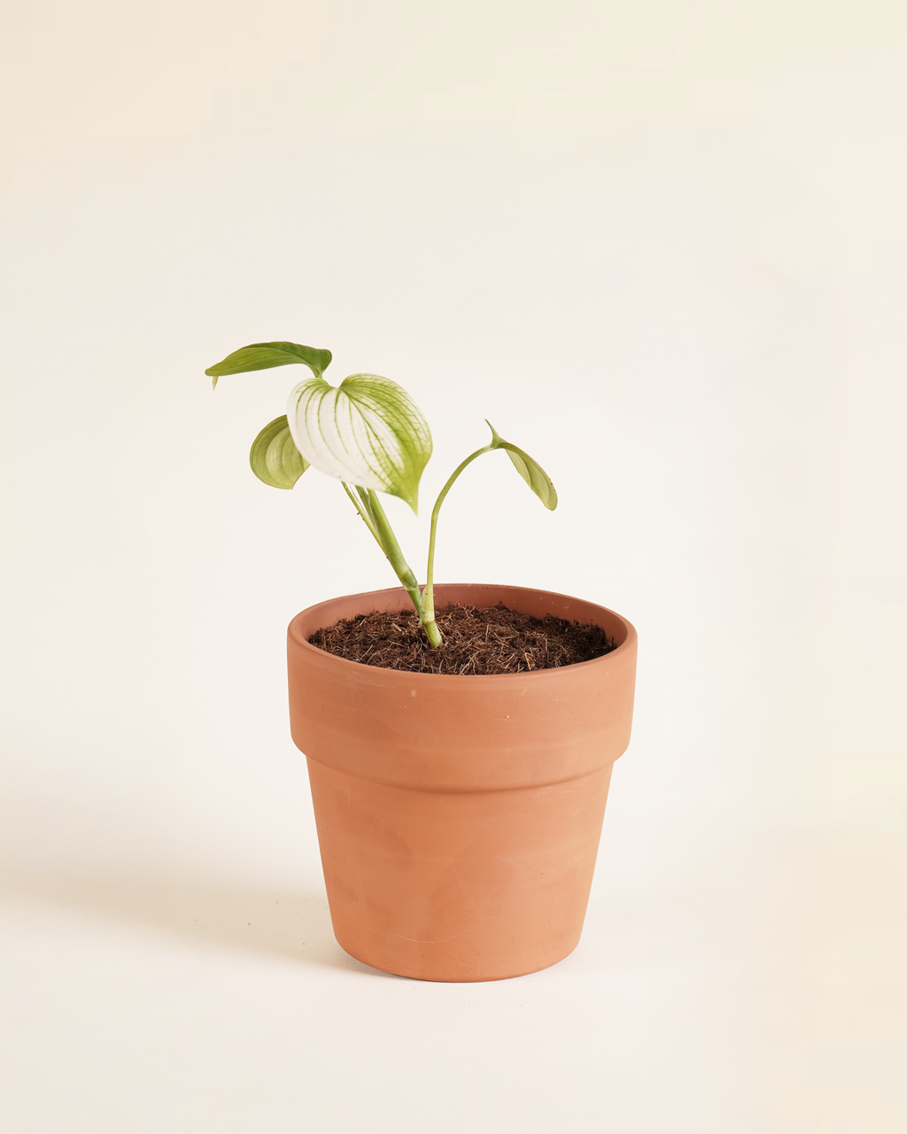 Baby Scindapsus White Monster سندابسوس وايت مونستر