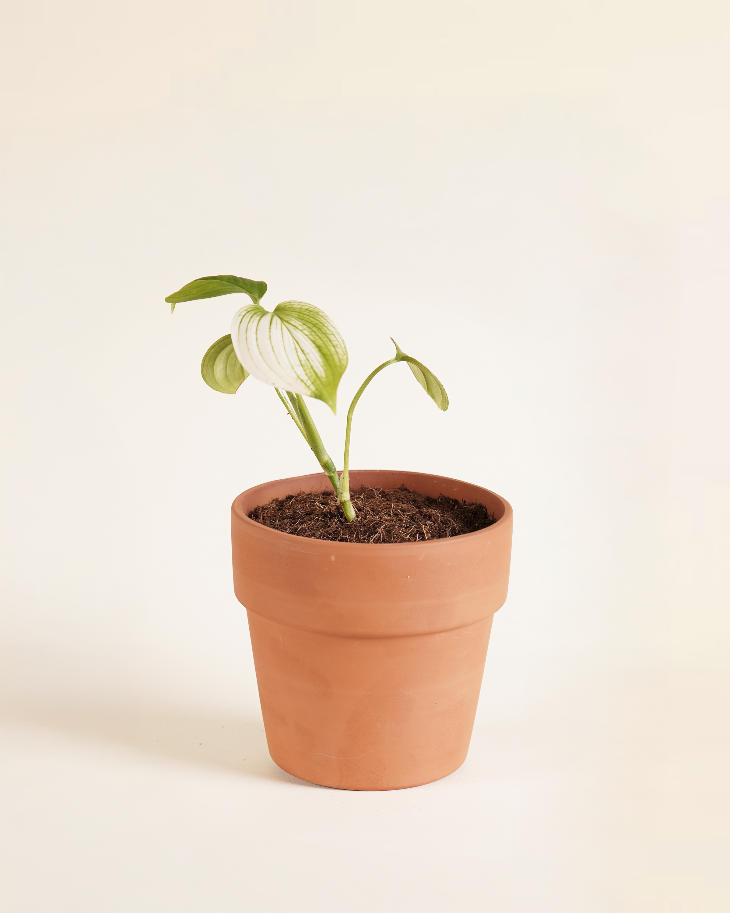 Baby Scindapsus White Monster سندابسوس وايت مونستر