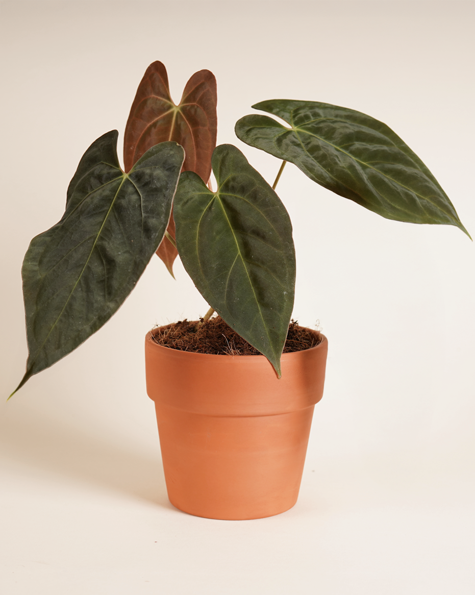 Anthurium Ace of Spades X FSRL أنثوريوم هجين