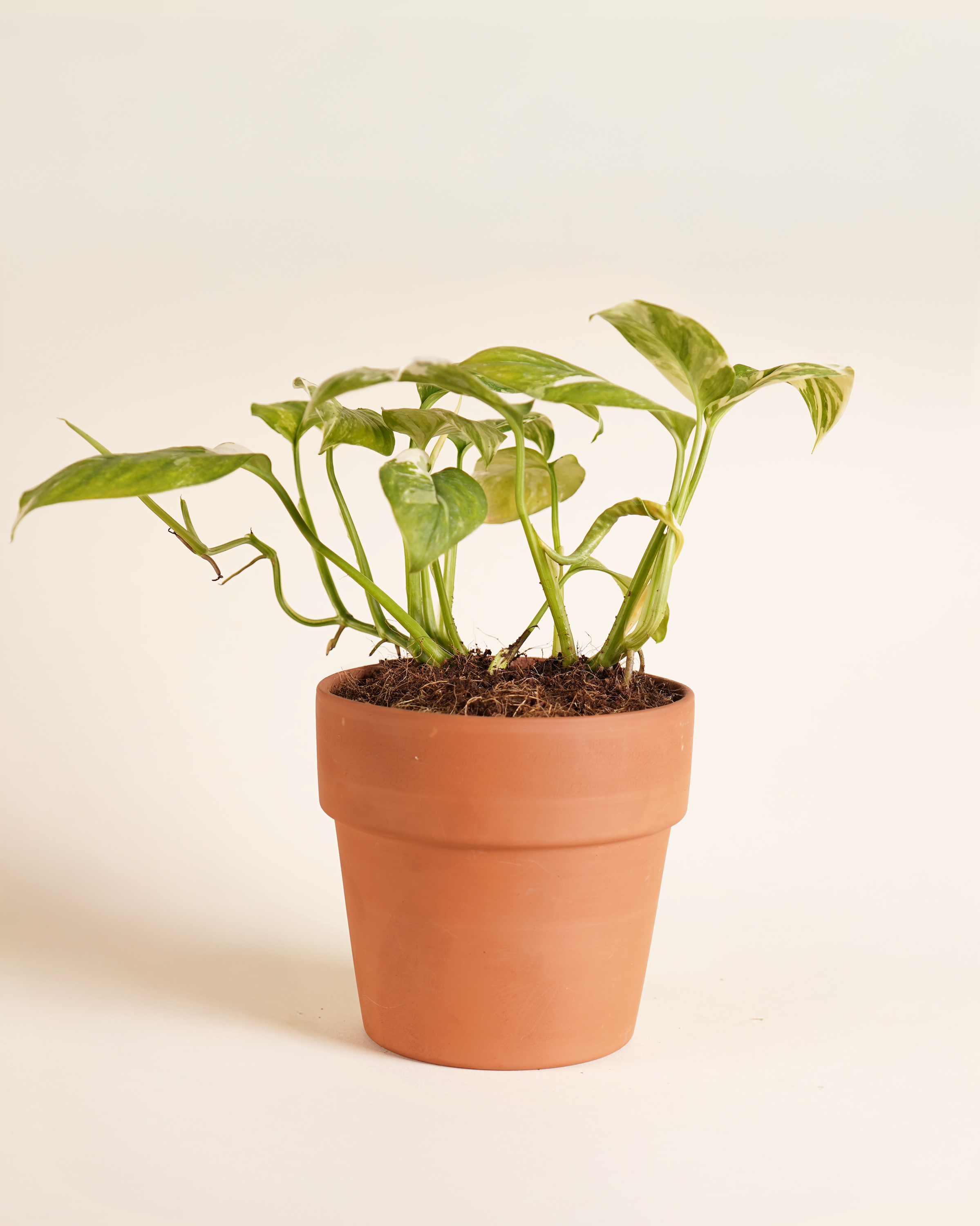 Monstera Lechleriana Variegated مونستيرة