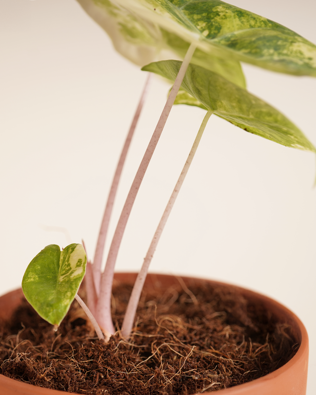 Alocasia Pink Dragon Aurea Variegated ألوكاسيا مبرقش