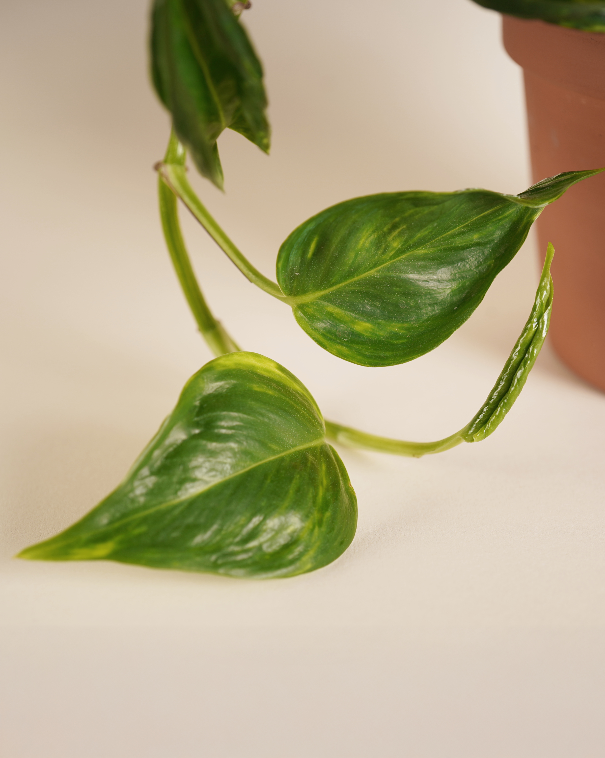 Epipremnum 'Shangri-La' Variegeted إيبيبرمنم شانغريلا فارغيتيد