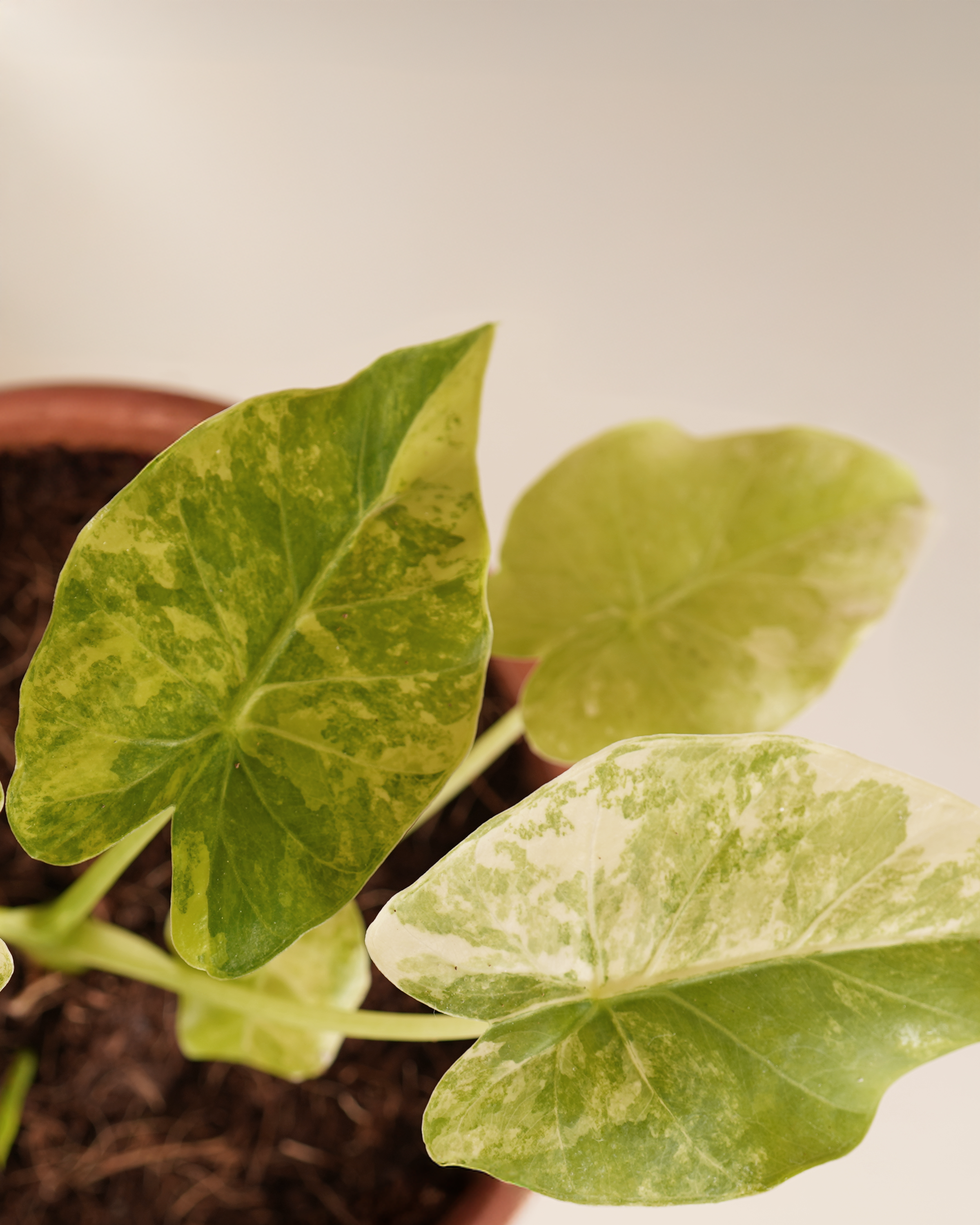 Alocasia Gageana Aurea Variegated ألوكاسيا مبرقش