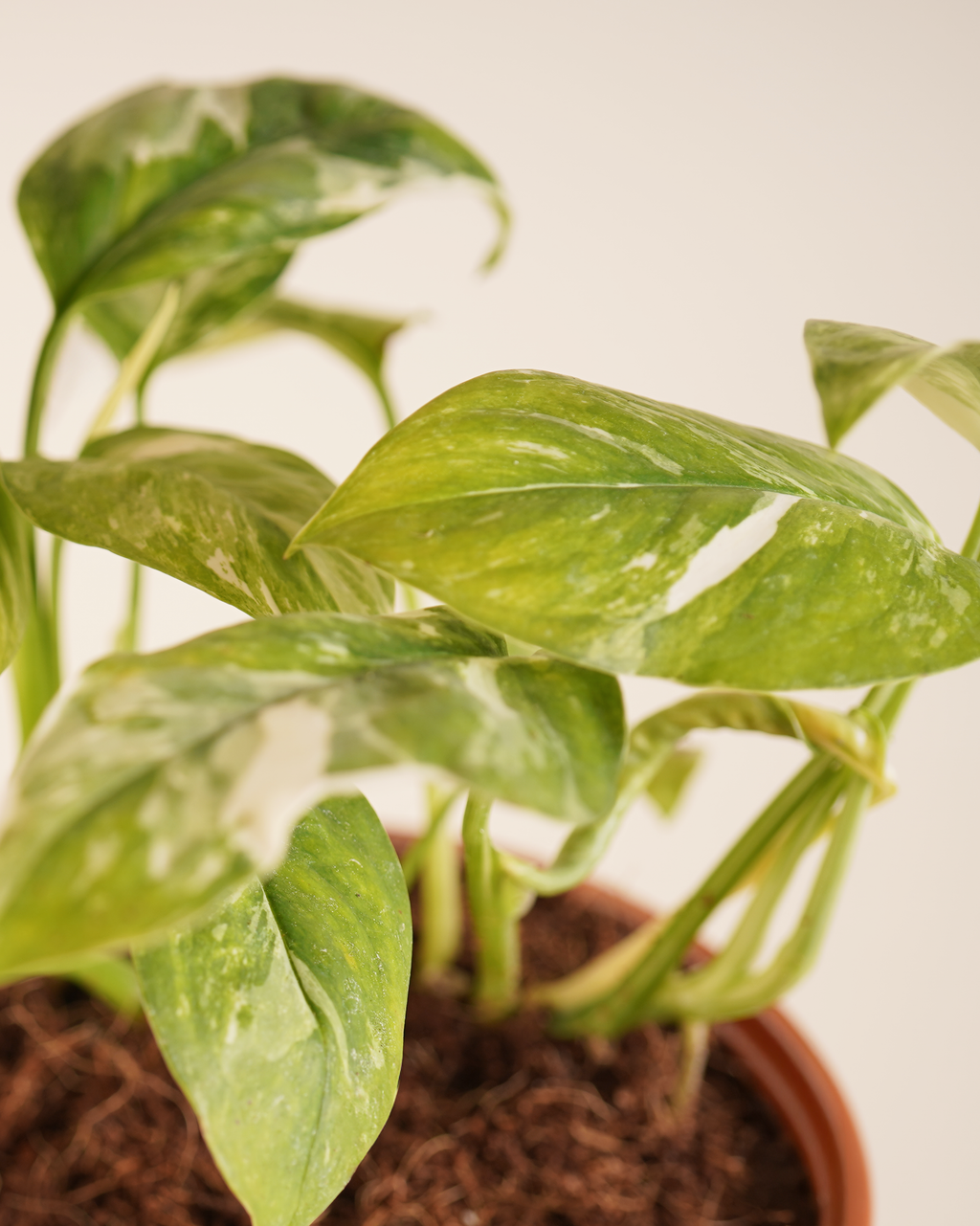 Monstera Lechleriana Variegated مونستيرة