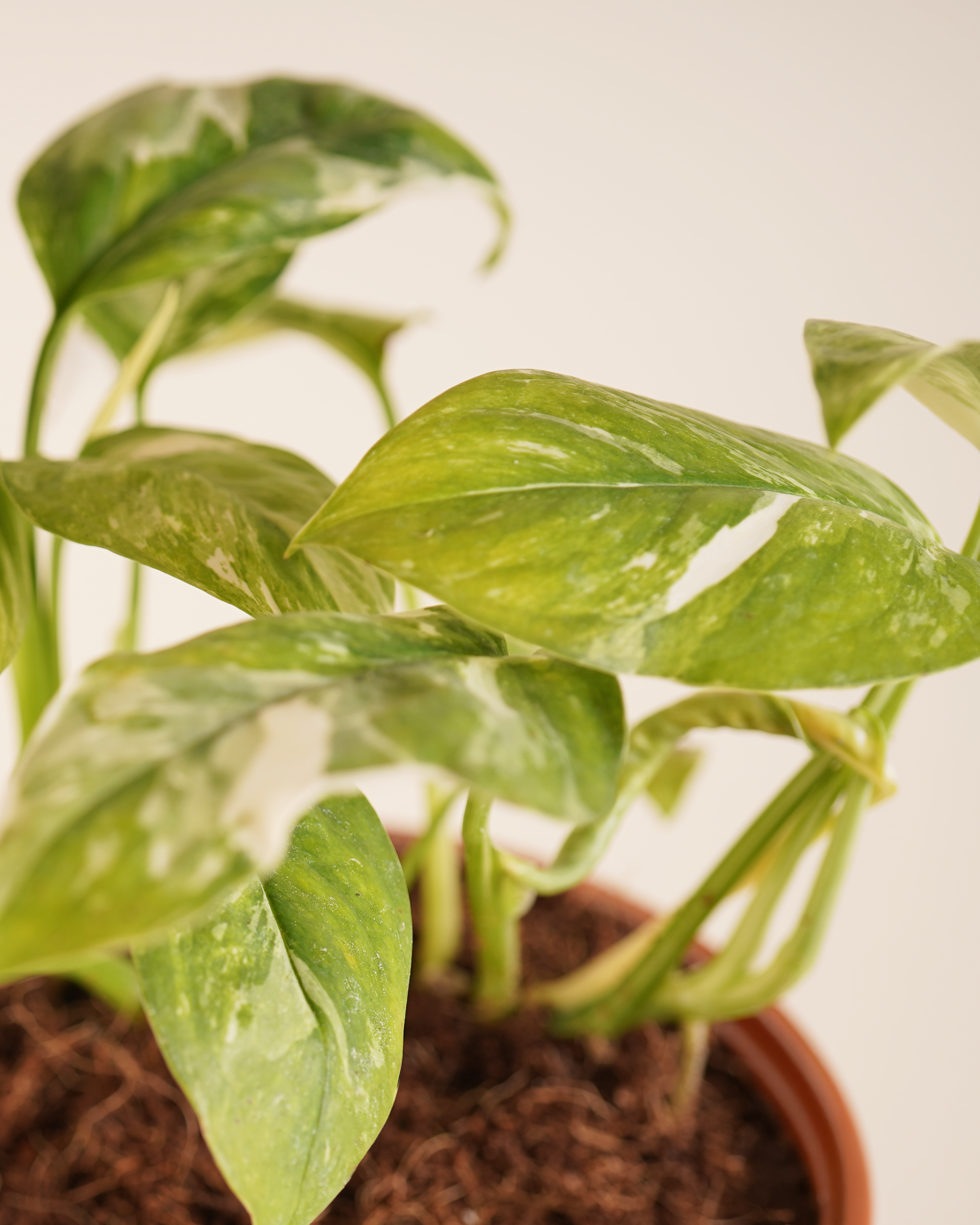 Monstera Lechleriana Variegated مونستيرة