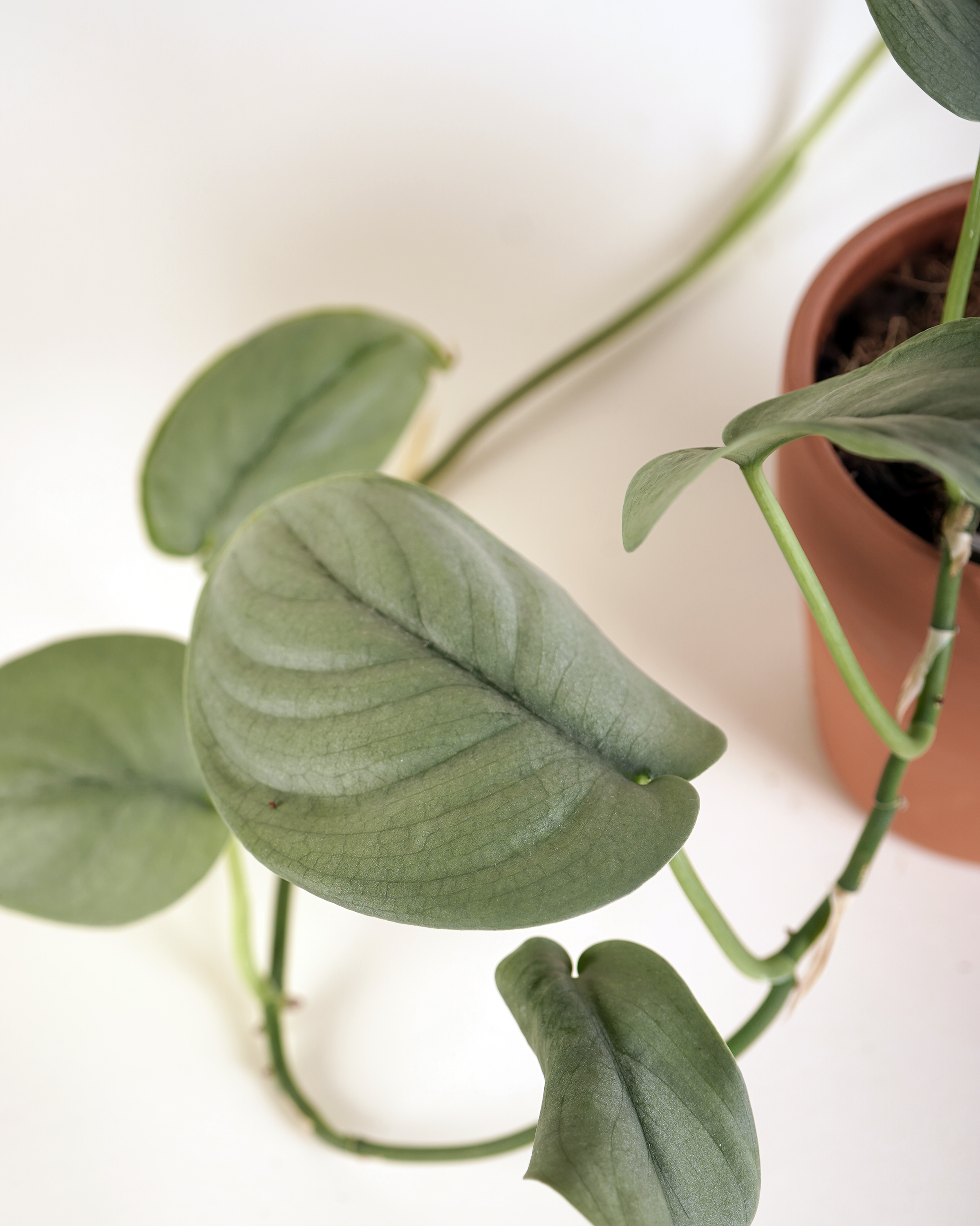 Scindapsus platinum silver hero سندابسوس سيلفر هيرو