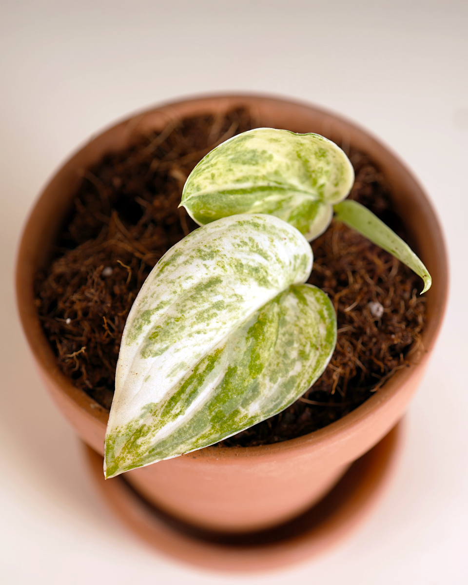 Baby Scindapsus Mangurai سندابسوس مانغوراي