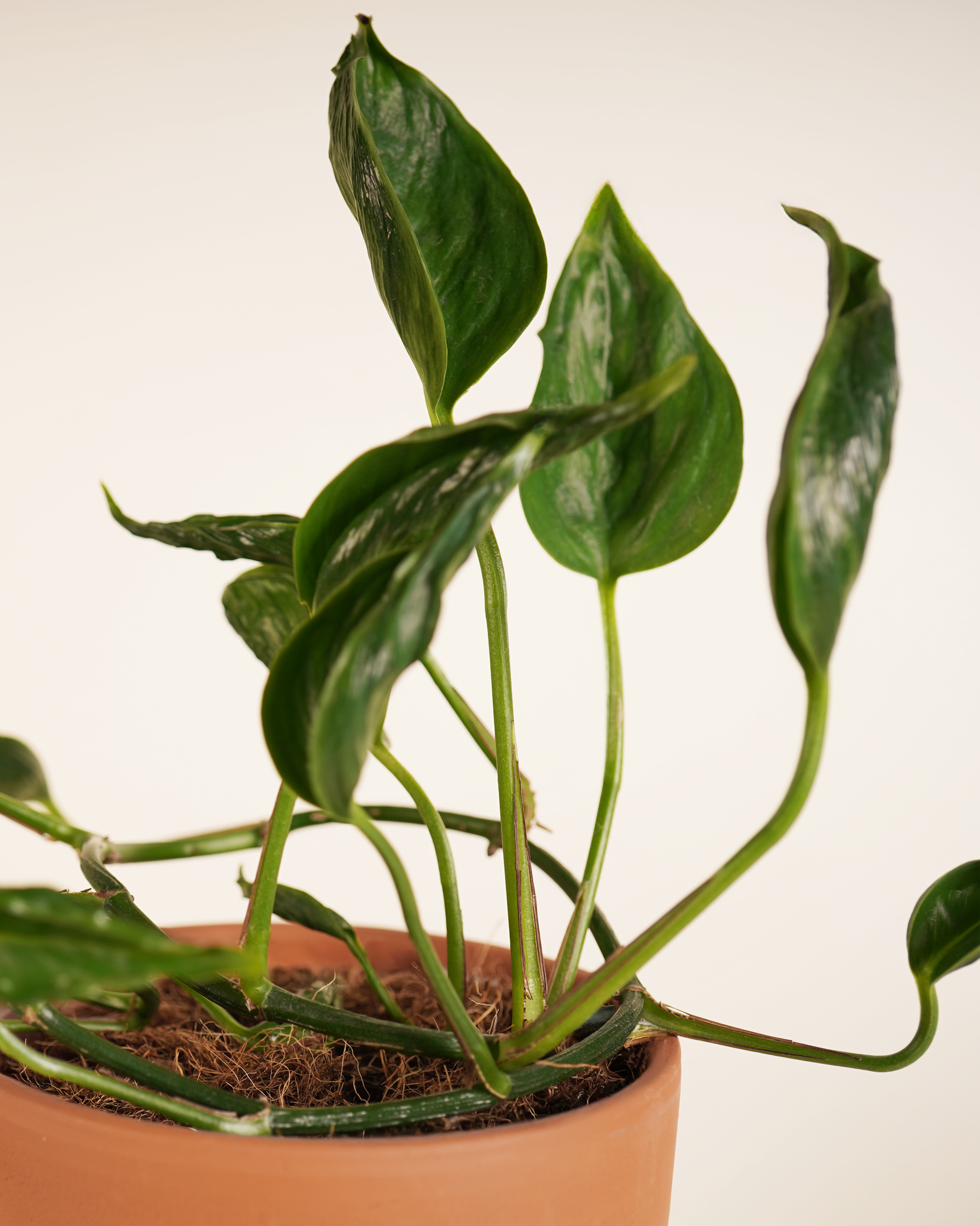 Epipremnum Pinnatum 'Shangri-La' إيبيبرمنم شانغريلا