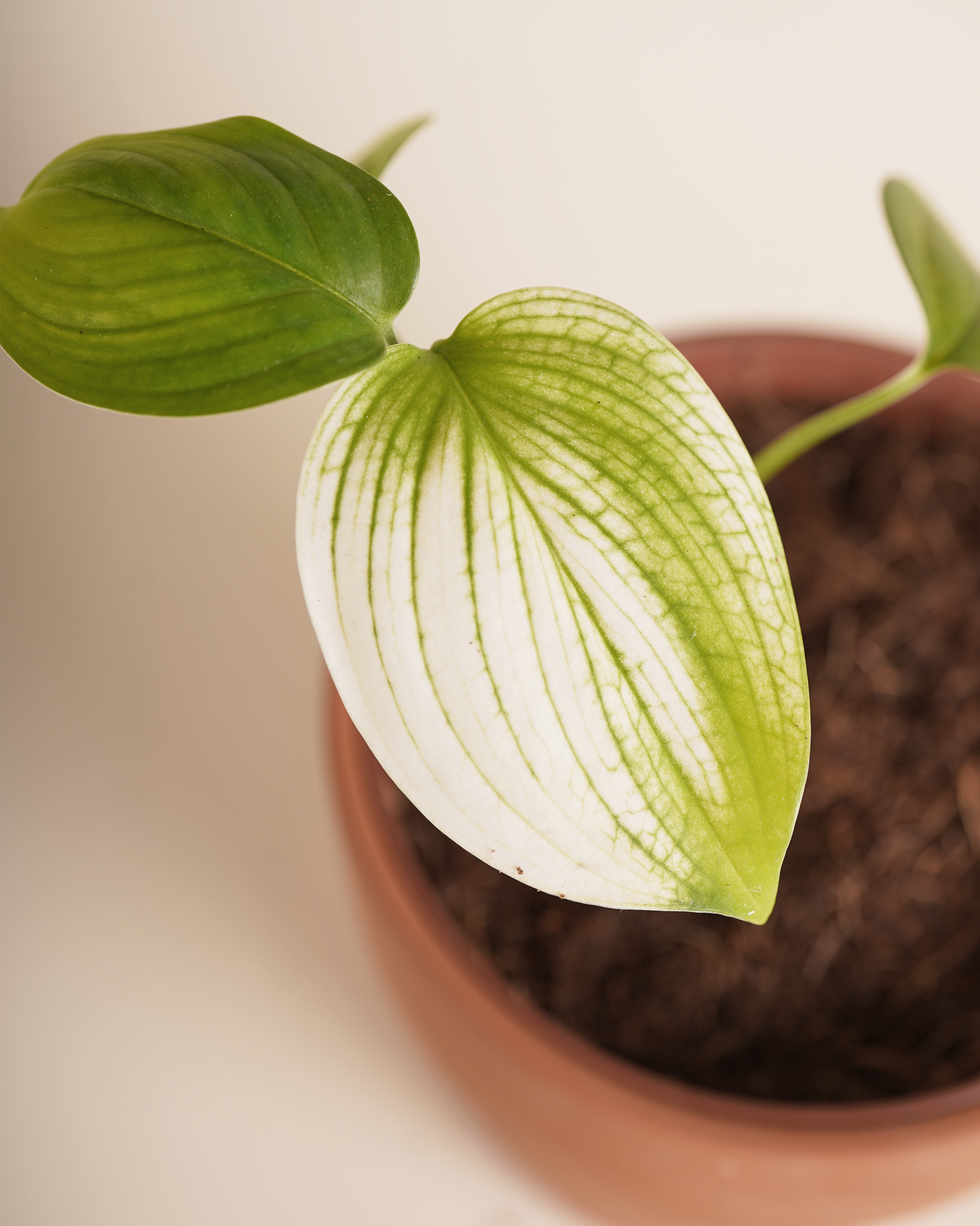 Baby Scindapsus White Monster سندابسوس وايت مونستر