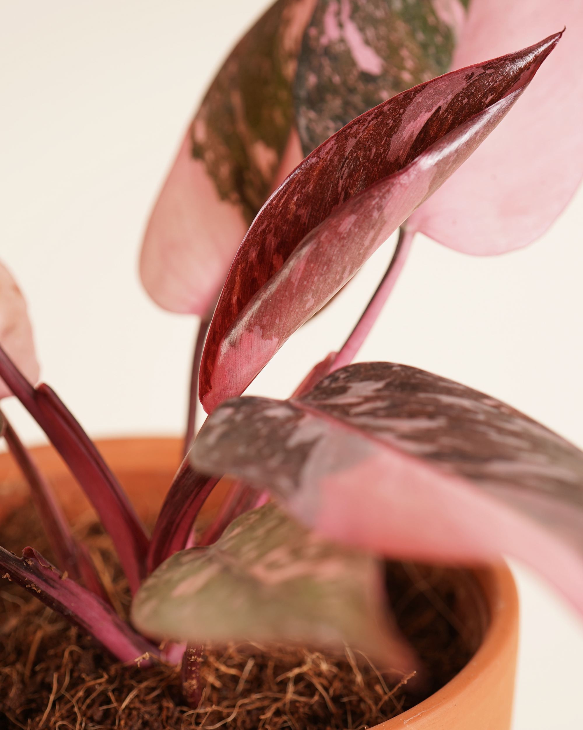 Philodendron Pink Galaxy فيلوديندرون بينك غالاكسي