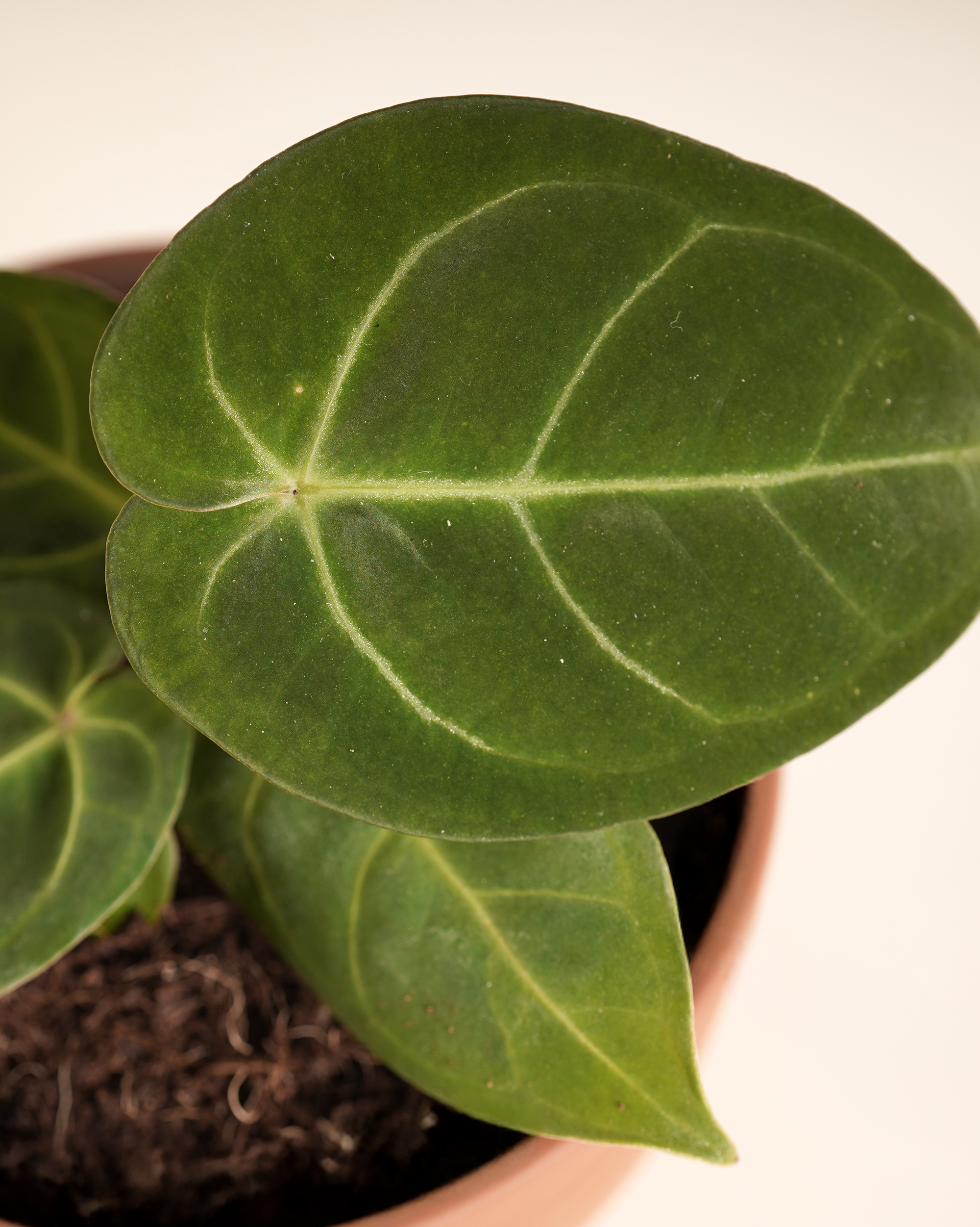 Anthurium Hoffmannii x Papillilaminum أنثوريوم هجين