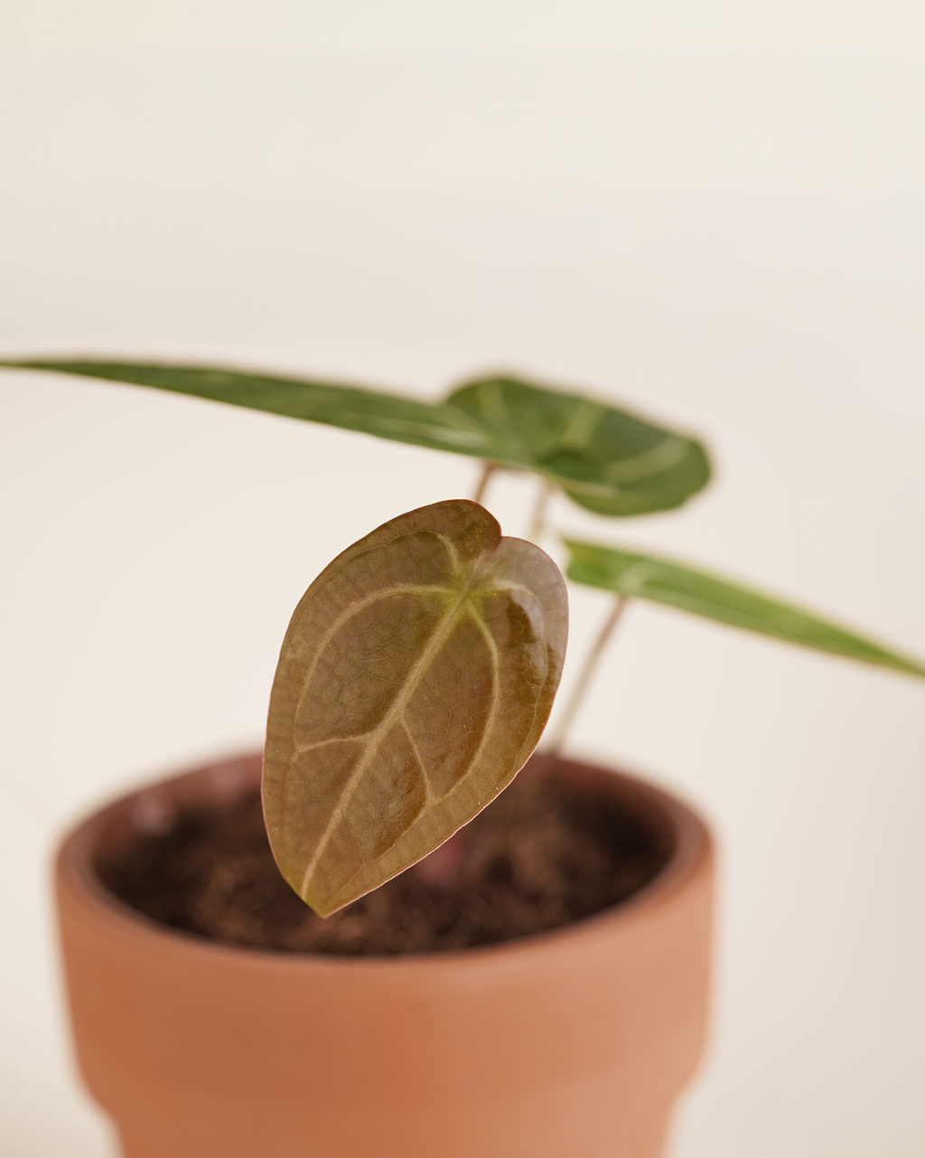 Anthurium Forgetii x Crystallinum أنثوريوم هجين