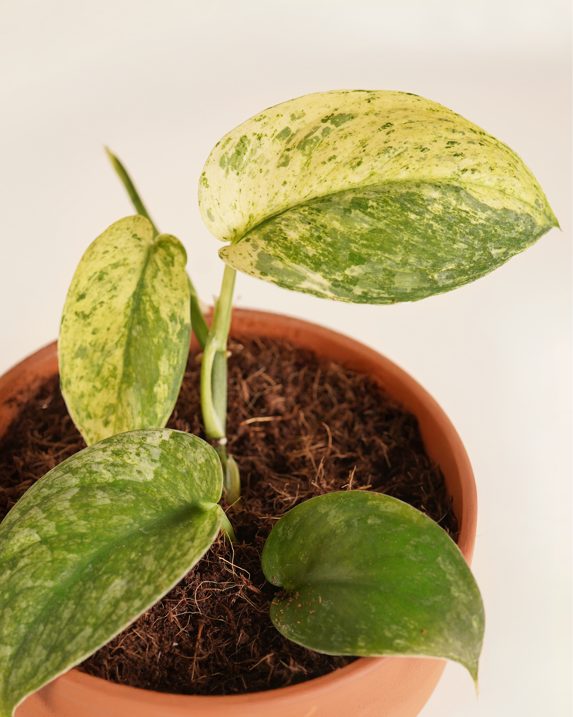 Baby Scindapsus creme brulee سندابسوس كريم بروليه