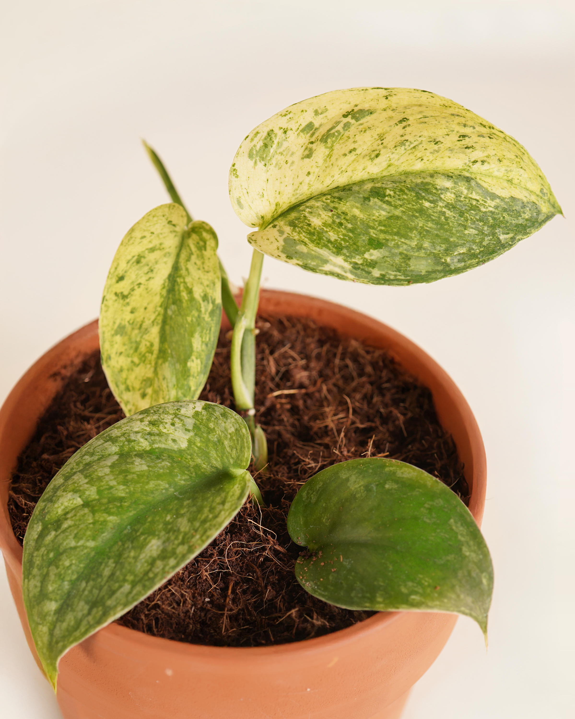 Baby Scindapsus creme brulee سندابسوس كريم بروليه