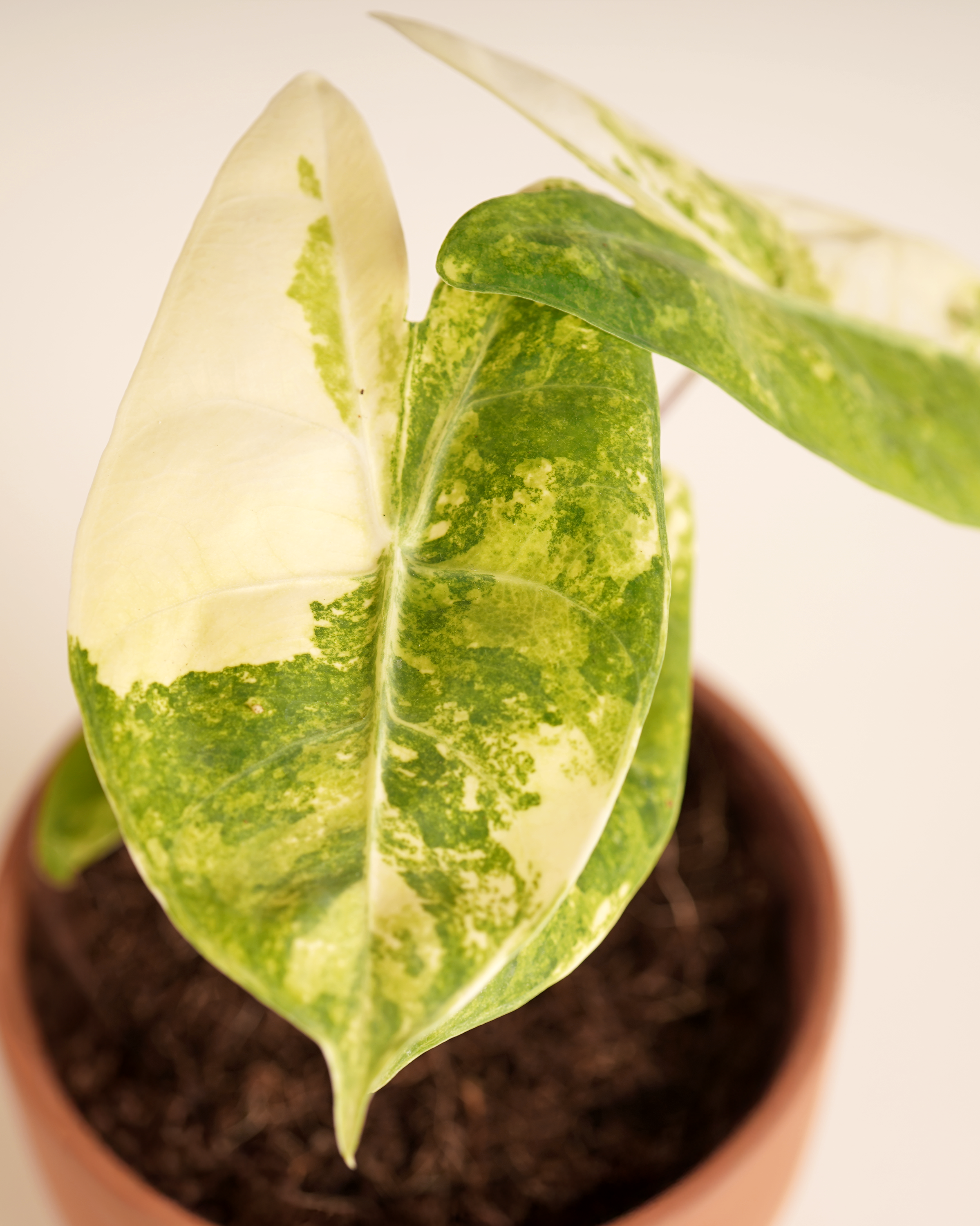 Alocasia Pink Dragon Aurea Variegated ألوكاسيا مبرقش