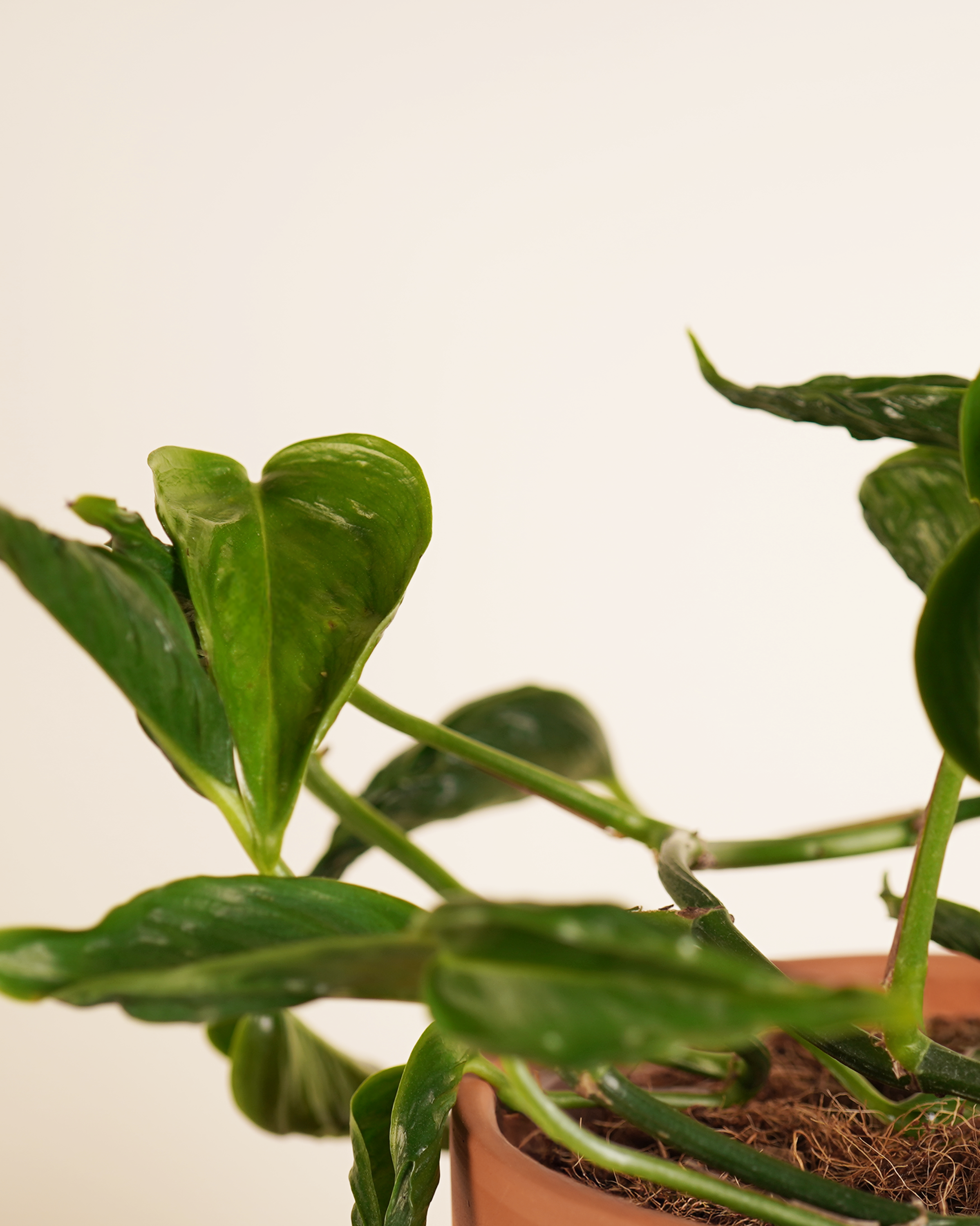 Epipremnum Pinnatum 'Shangri-La' إيبيبرمنم شانغريلا