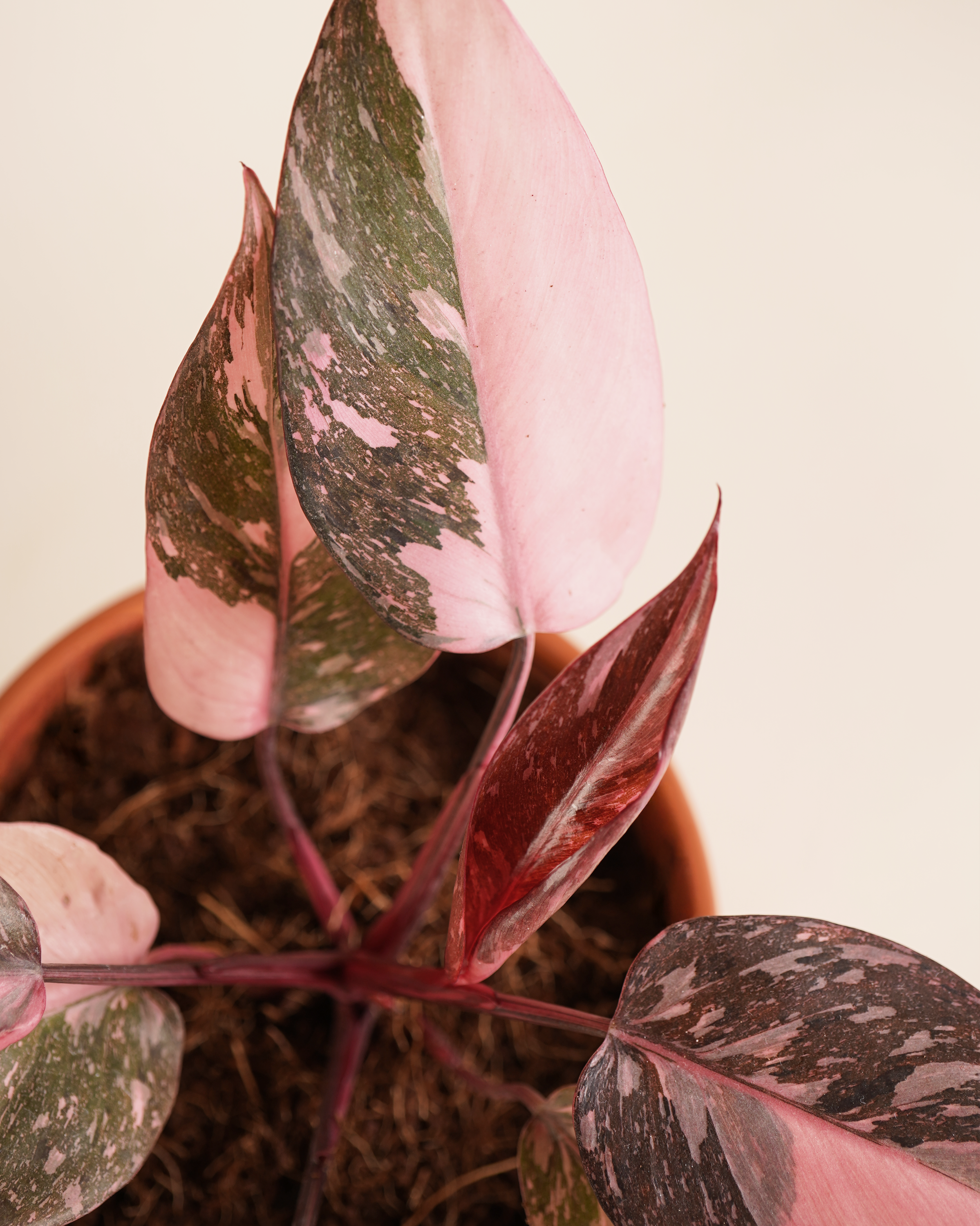 Philodendron Pink Galaxy فيلوديندرون بينك غالاكسي