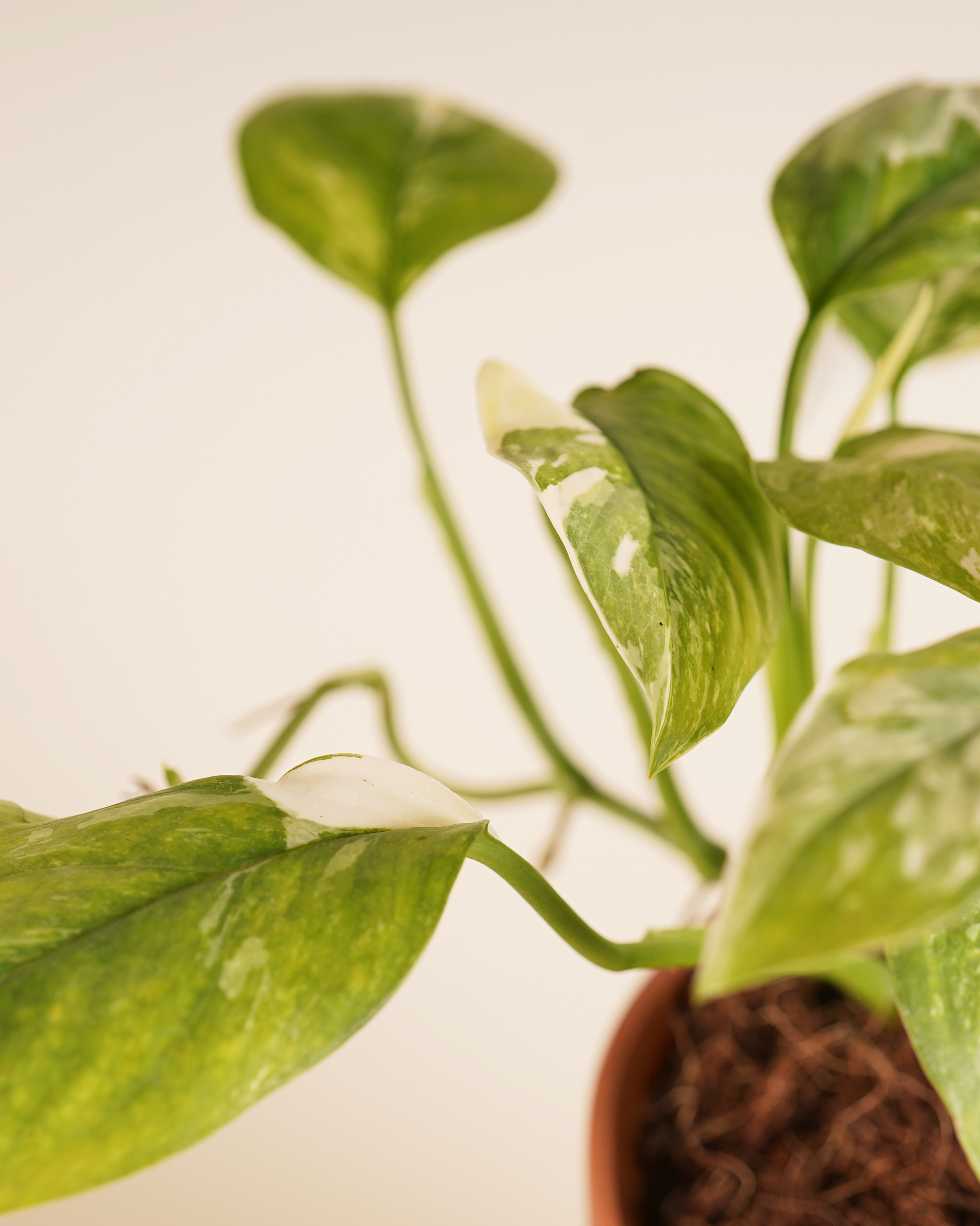 Monstera Lechleriana Variegated مونستيرة