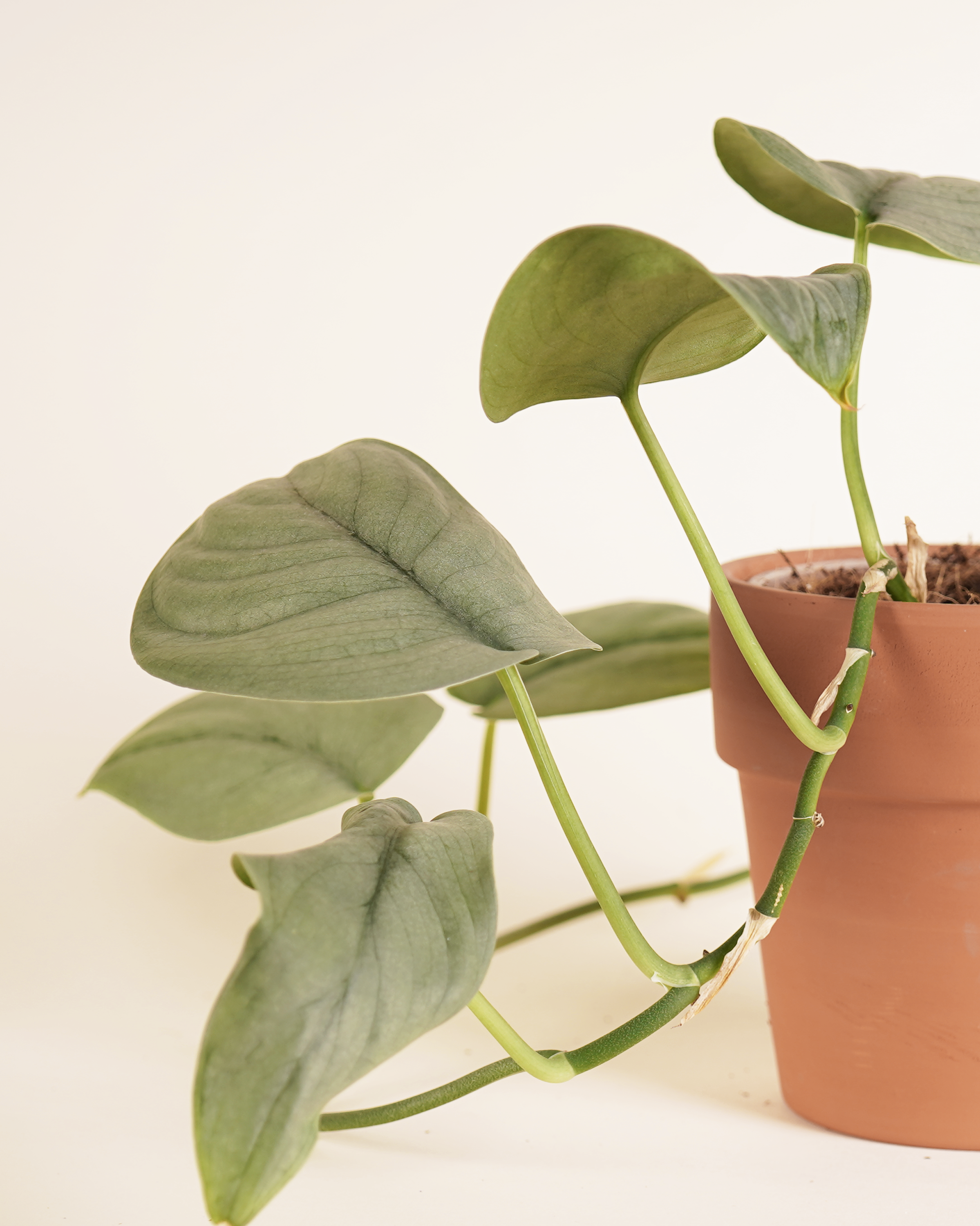 Scindapsus platinum silver hero سندابسوس سيلفر هيرو