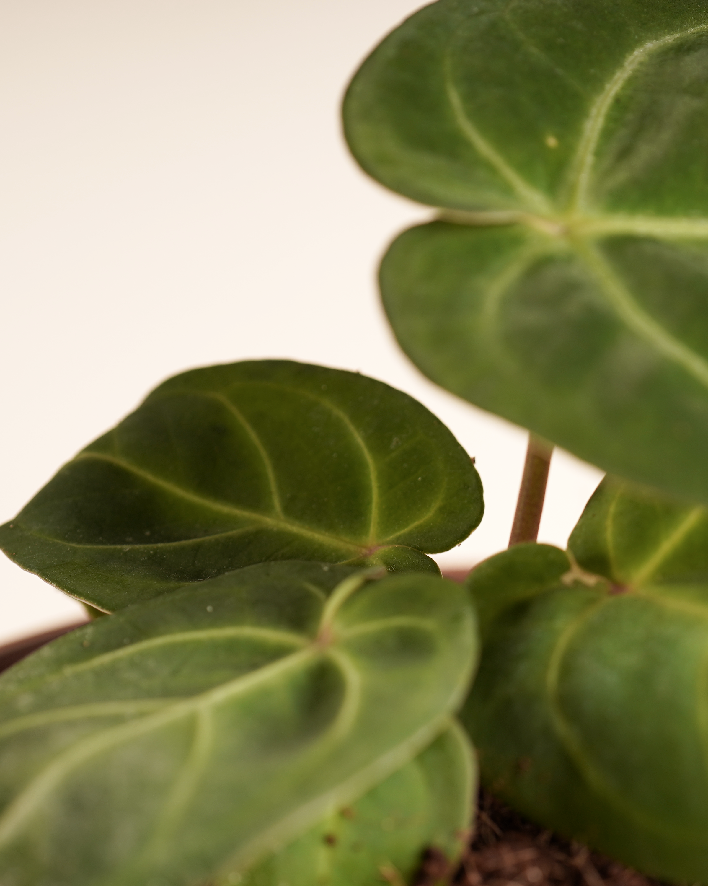 Anthurium Hoffmannii x Papillilaminum أنثوريوم هجين