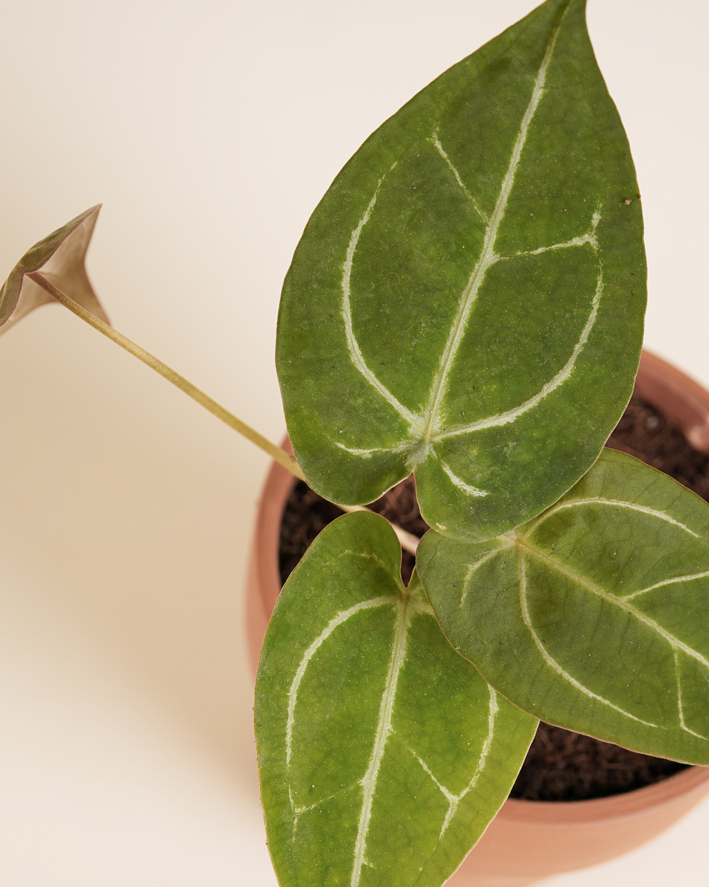 Anthurium Forgetii x Crystallinum أنثوريوم هجين