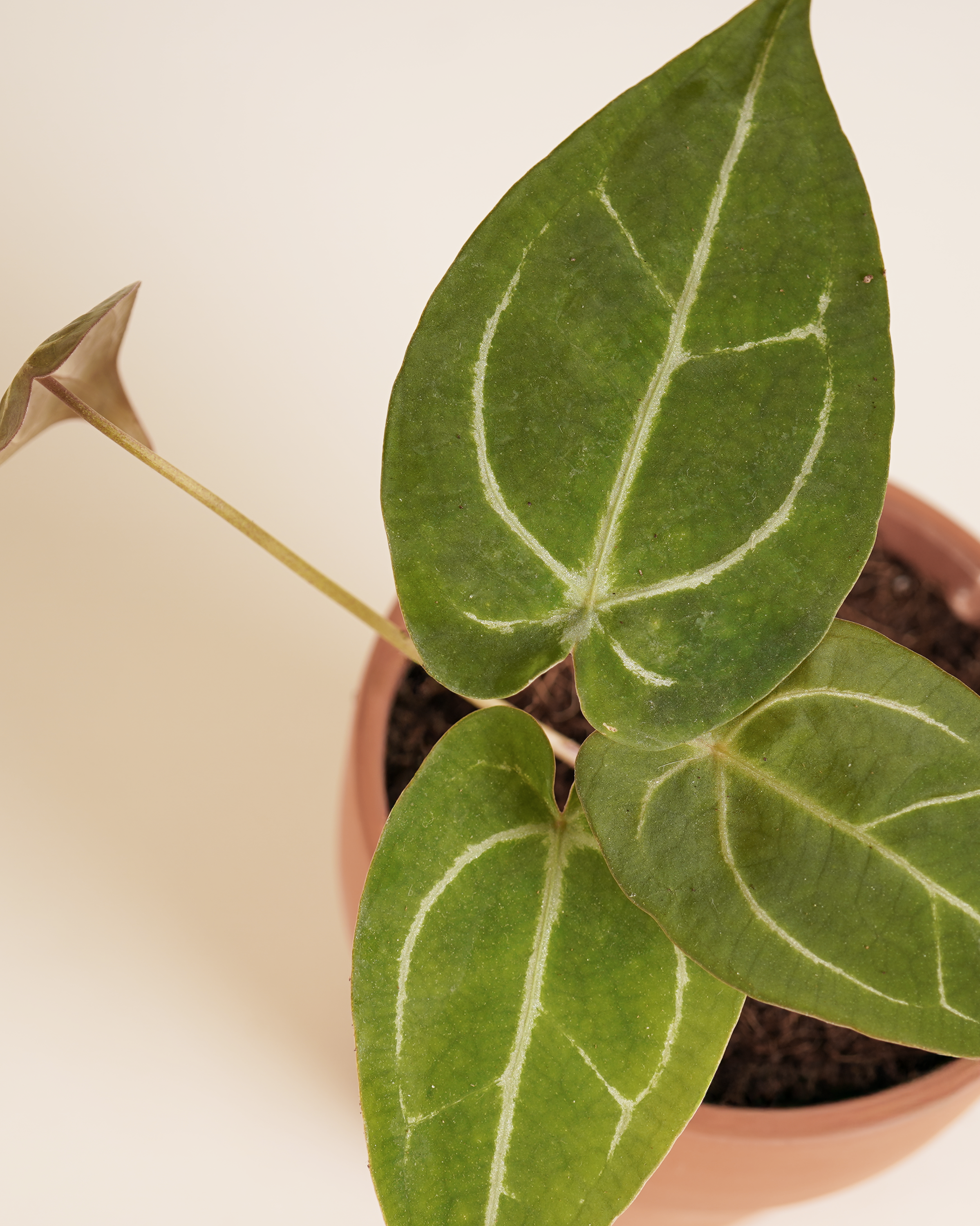 Anthurium Forgetii x Crystallinum أنثوريوم هجين