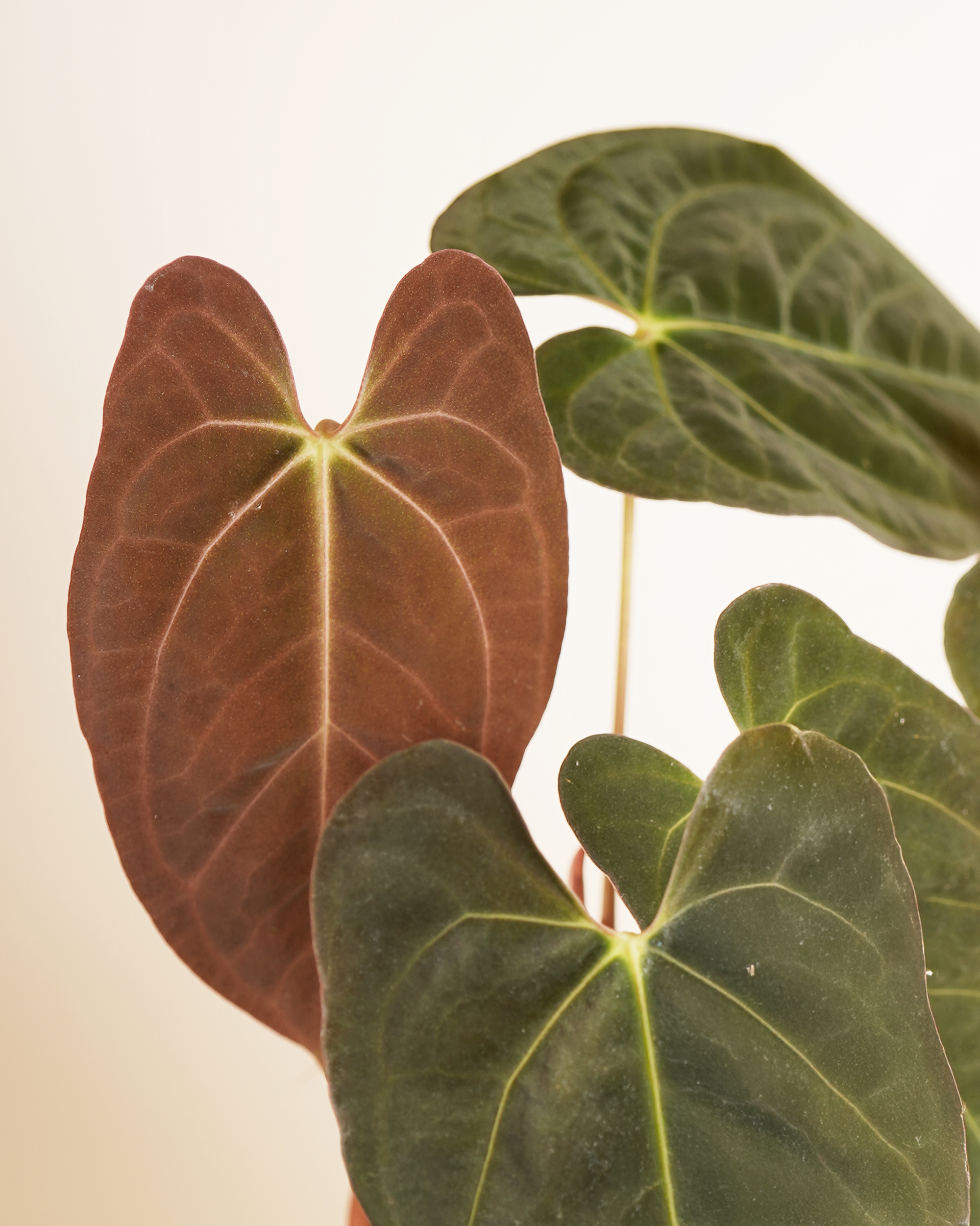 Anthurium Ace of Spades X FSRL أنثوريوم هجين