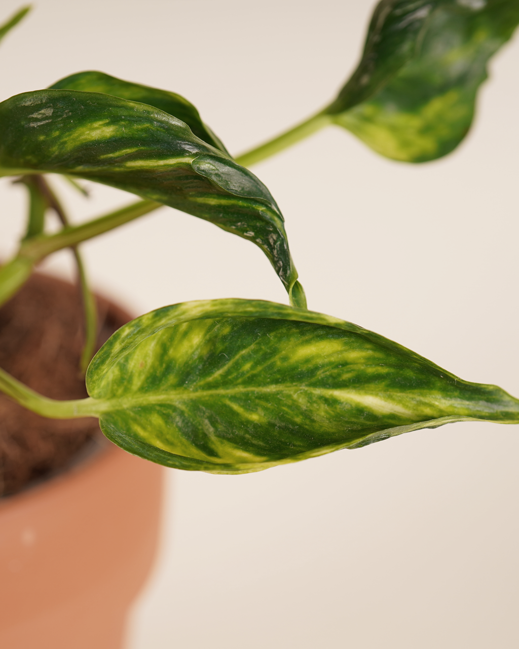 Epipremnum 'Shangri-La' Variegeted إيبيبرمنم شانغريلا فارغيتيد