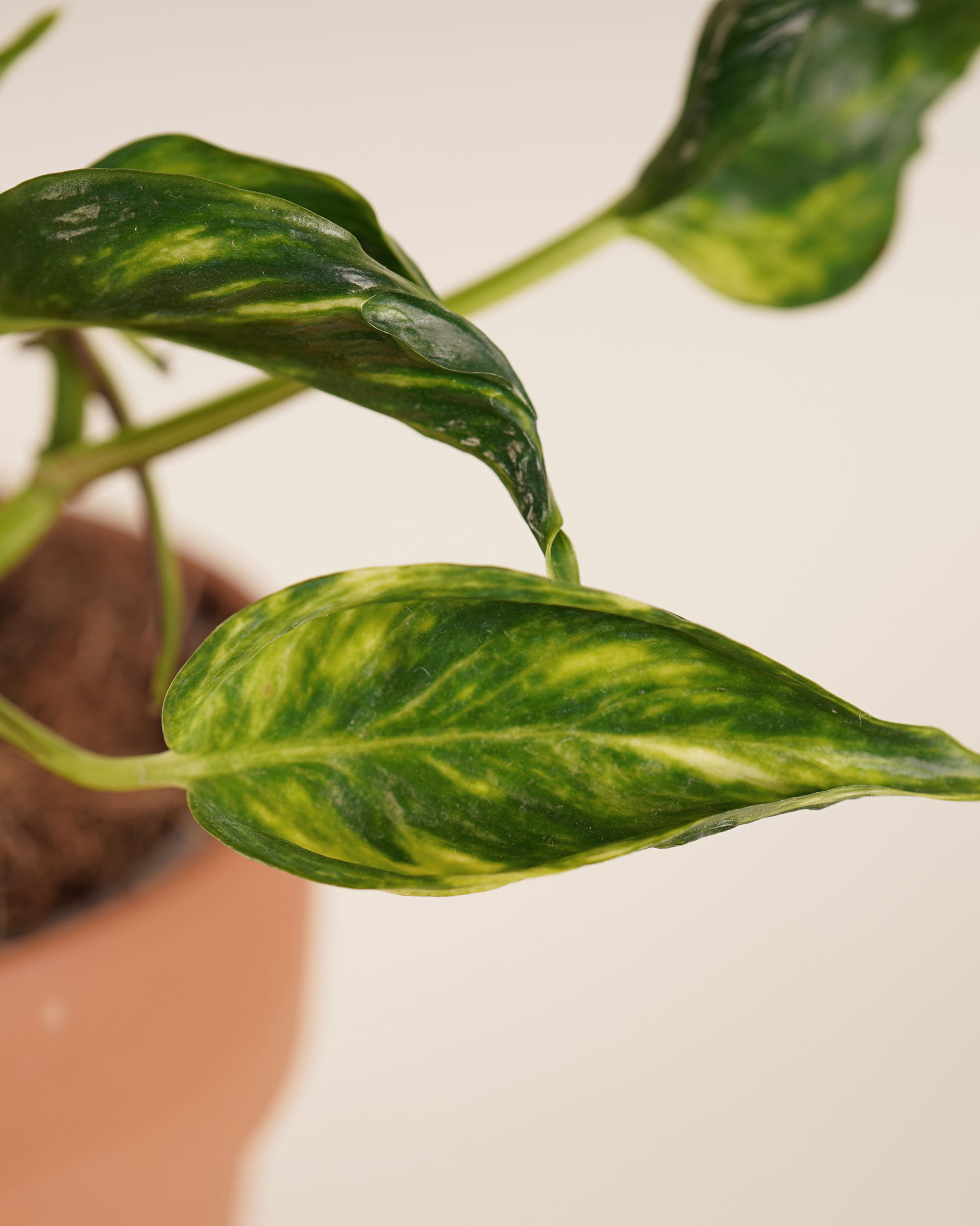 Epipremnum 'Shangri-La' Variegeted إيبيبرمنم شانغريلا فارغيتيد