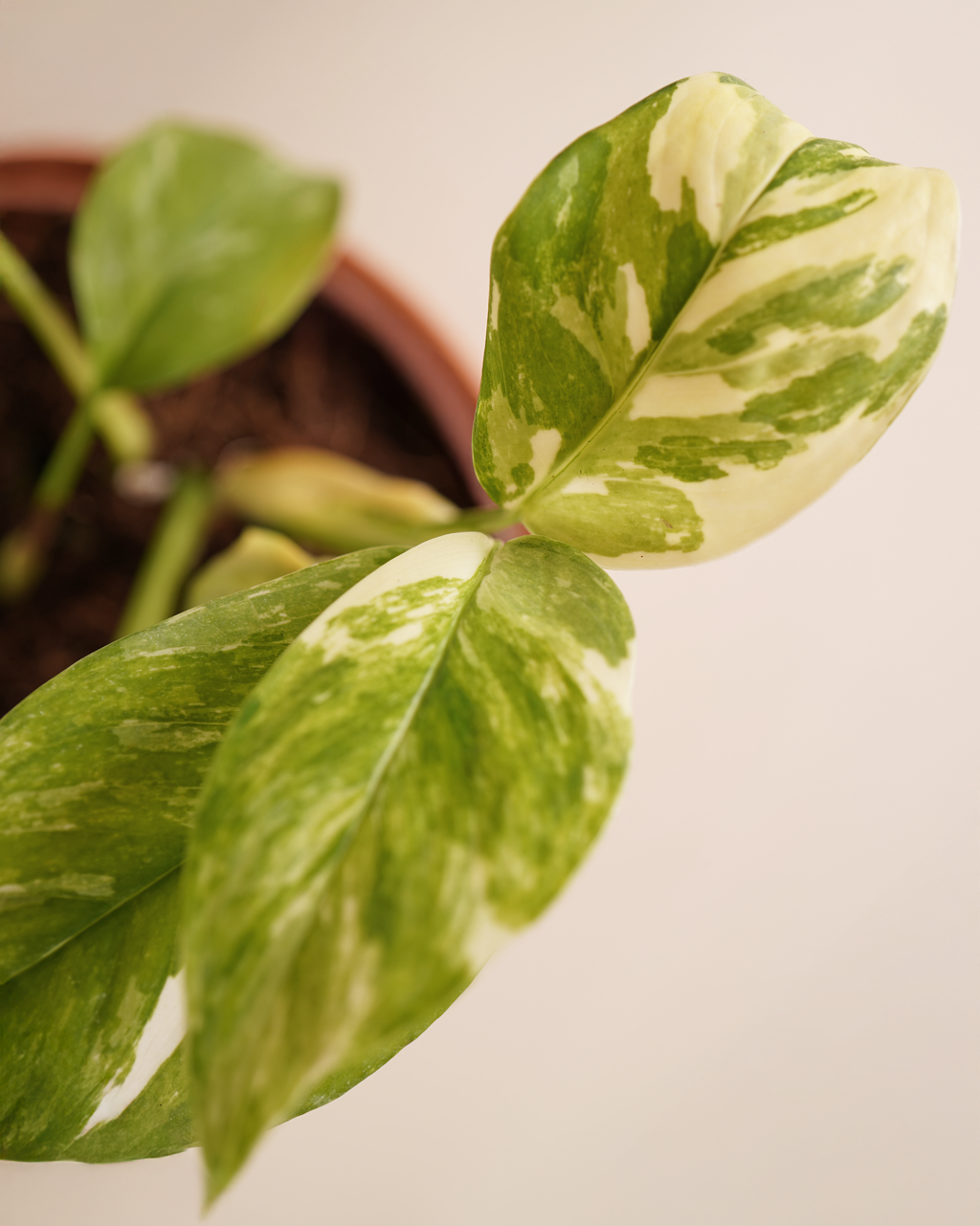 Monstera Lechleriana Variegated مونستيرة