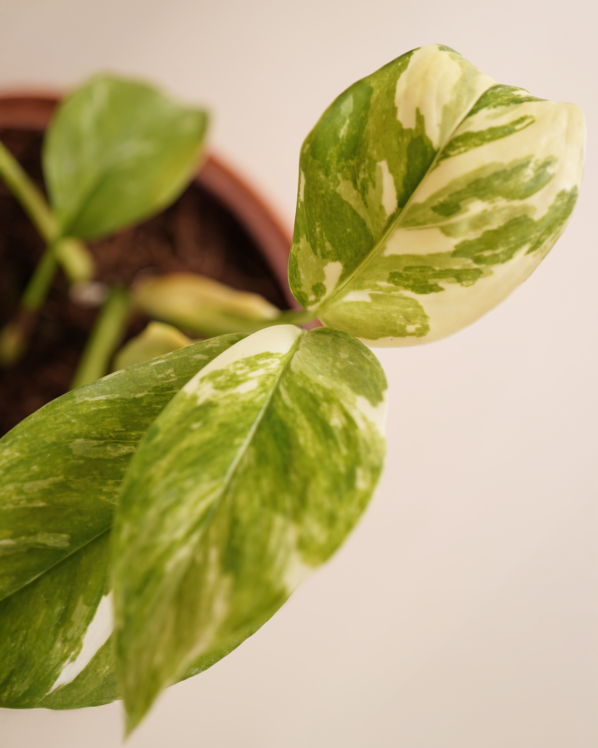 Monstera Lechleriana Variegated مونستيرة